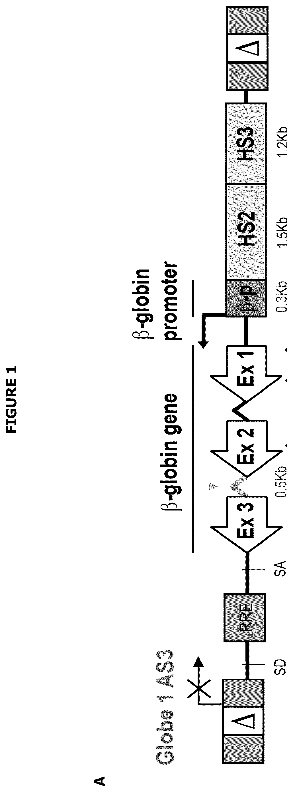 Patent US12139720 Figure 1 – Recombinant lentiviral vector for stem cell- based gene therapy of sickle cell disorder