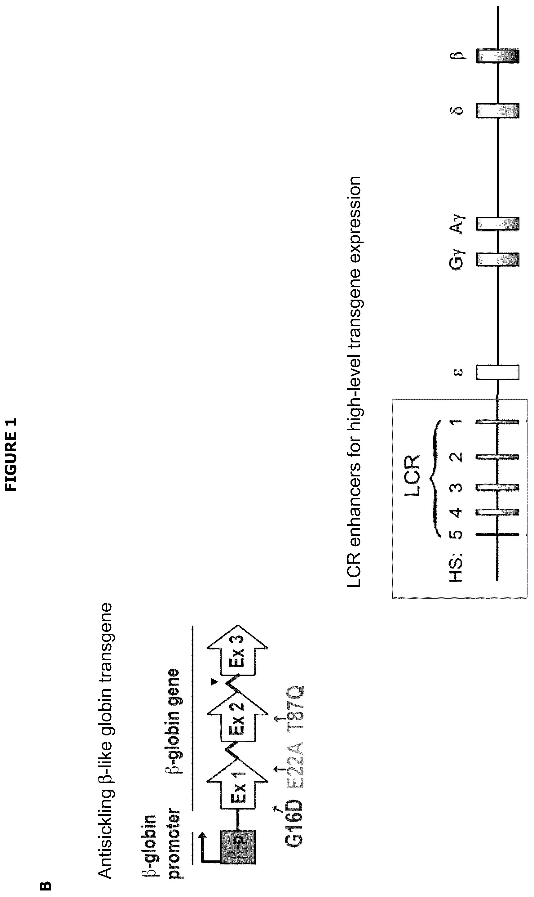 Patent US12139720 Figure 2 – Recombinant lentiviral vector for stem cell- based gene therapy of sickle cell disorder