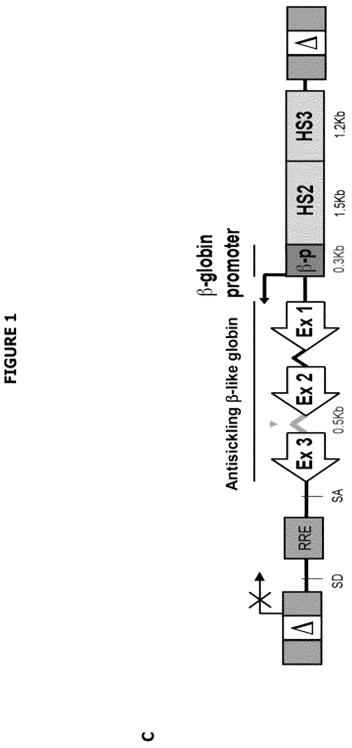 Patent US12139720 Figure 3 – Recombinant lentiviral vector for stem cell- based gene therapy of sickle cell disorder