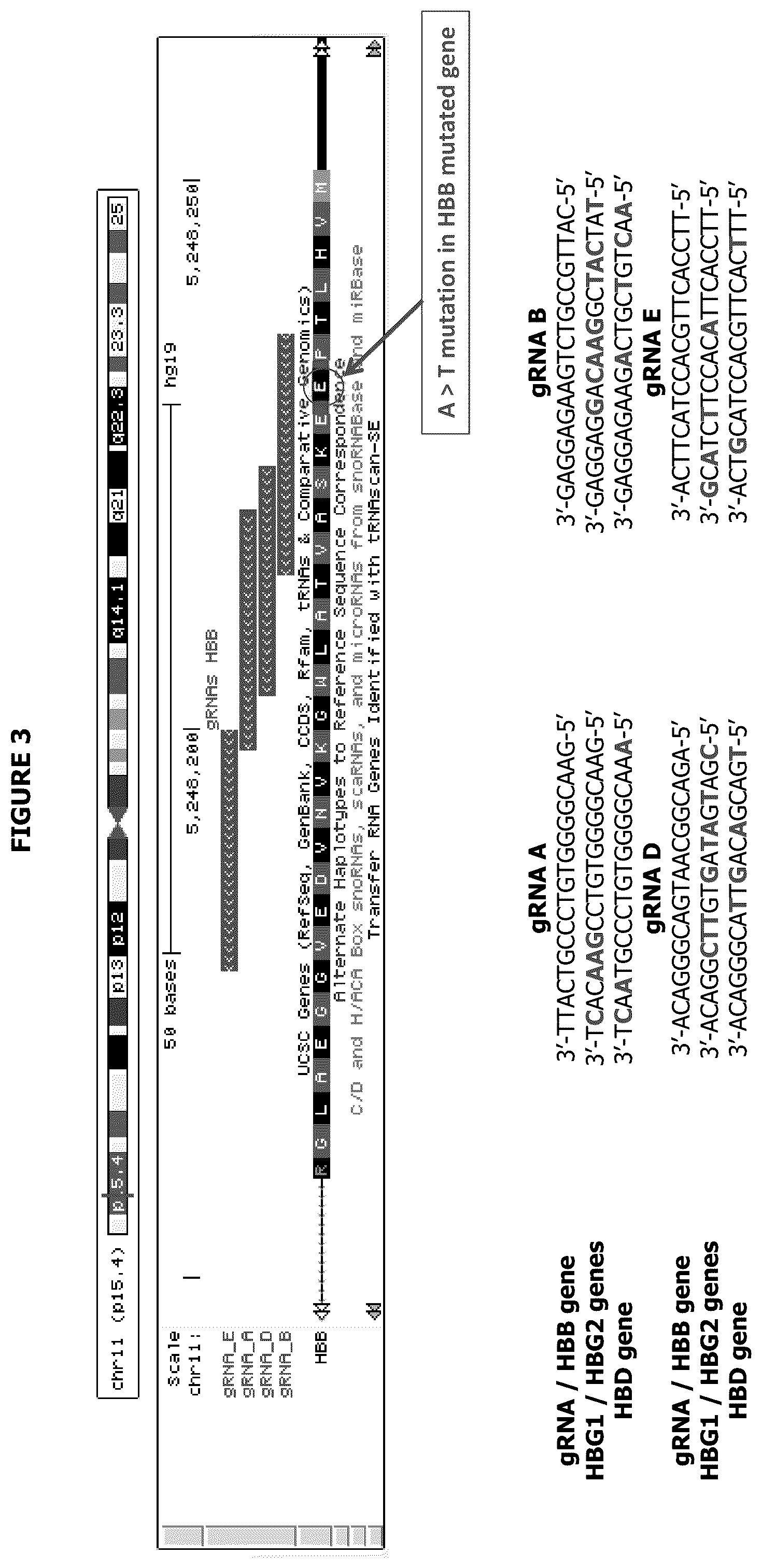 Patent US12139720 Figure 5 – Recombinant lentiviral vector for stem cell- based gene therapy of sickle cell disorder