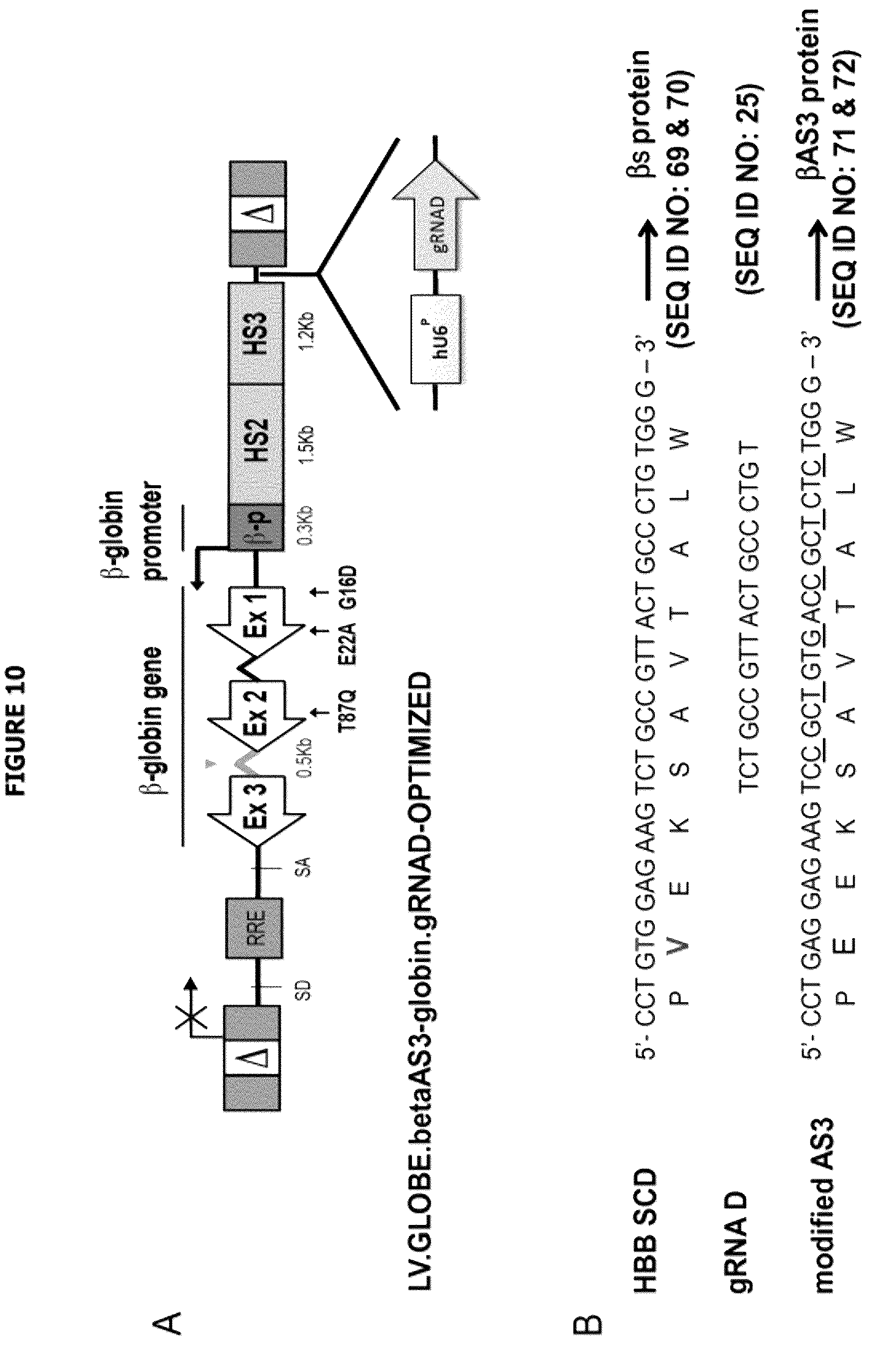 Patent US12139720 Figure 15 – Recombinant lentiviral vector for stem cell- based gene therapy of sickle cell disorder