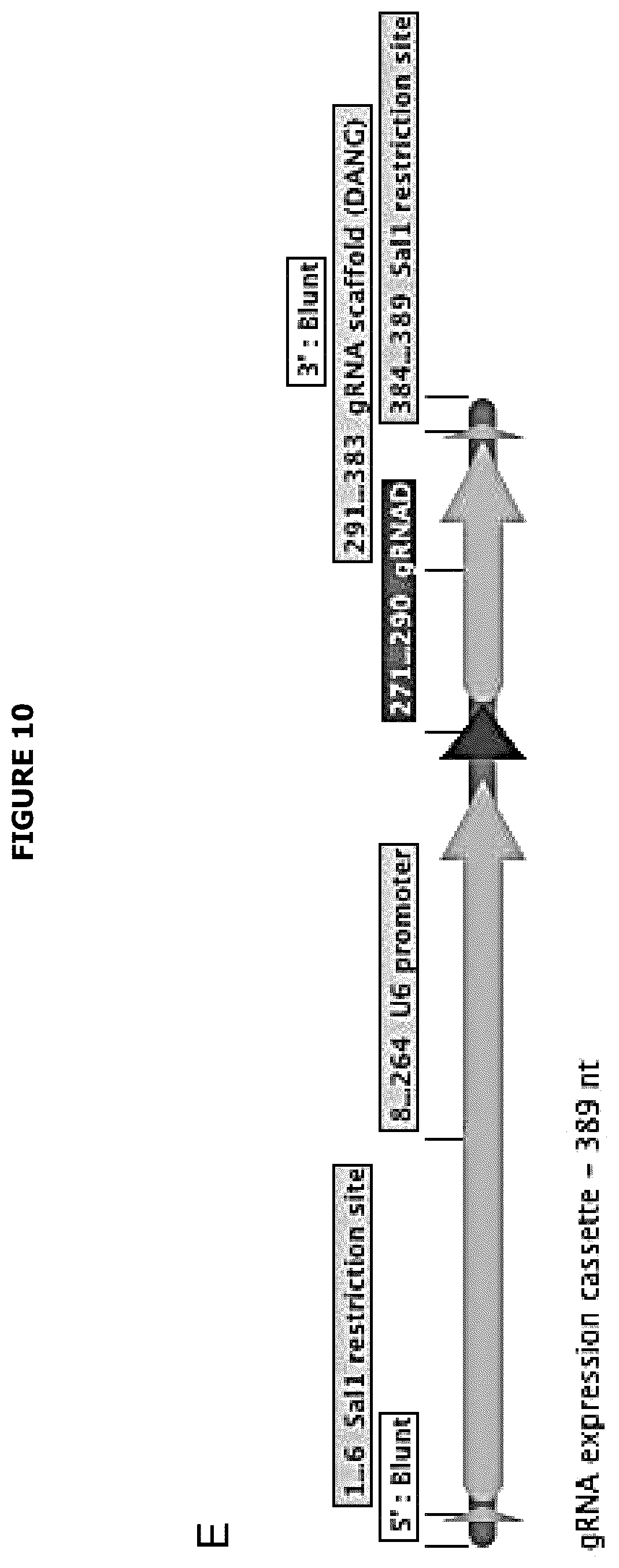 Patent US12139720 Figure 18 – Recombinant lentiviral vector for stem cell- based gene therapy of sickle cell disorder