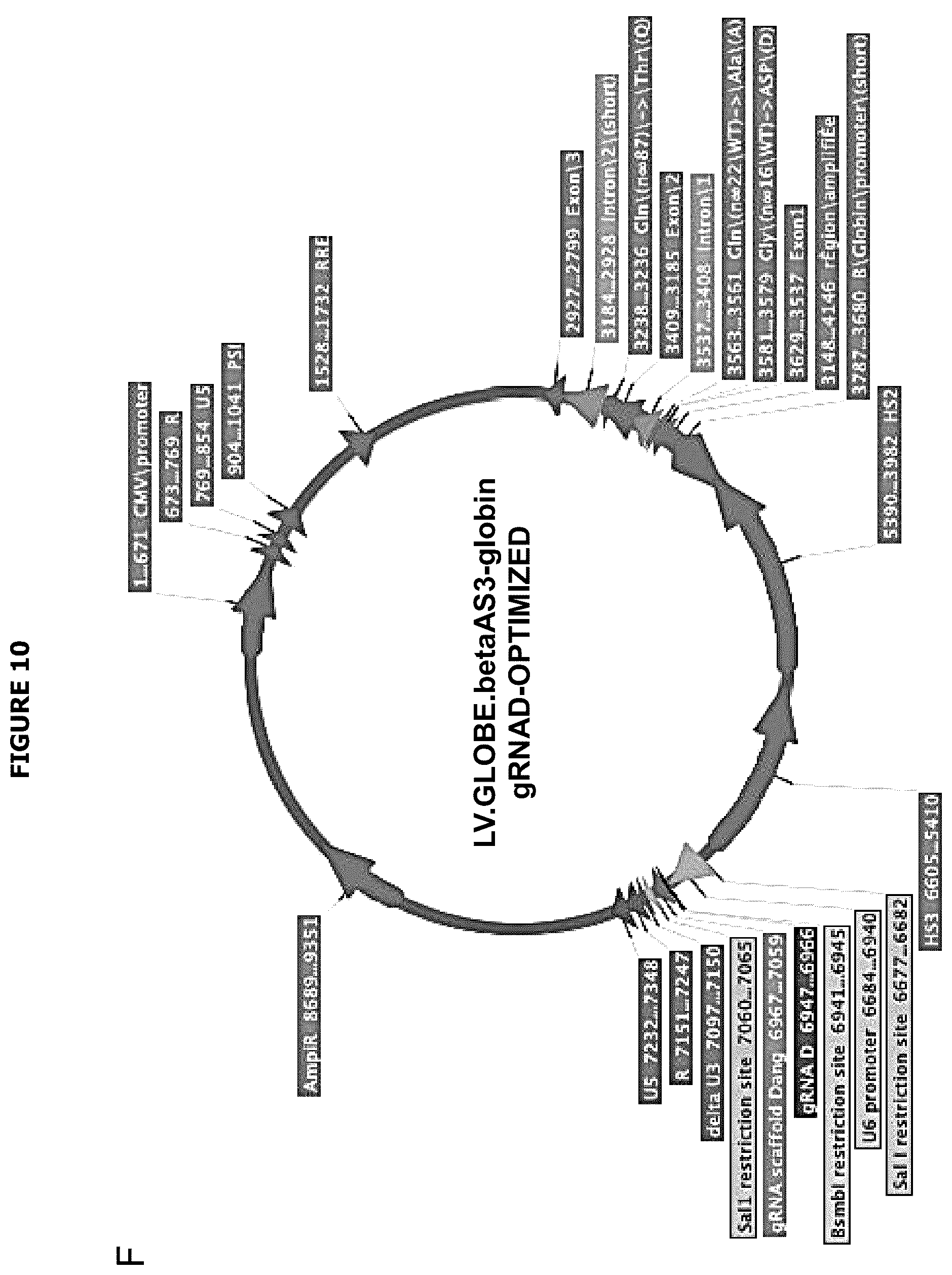 Patent US12139720 Figure 19 – Recombinant lentiviral vector for stem cell- based gene therapy of sickle cell disorder