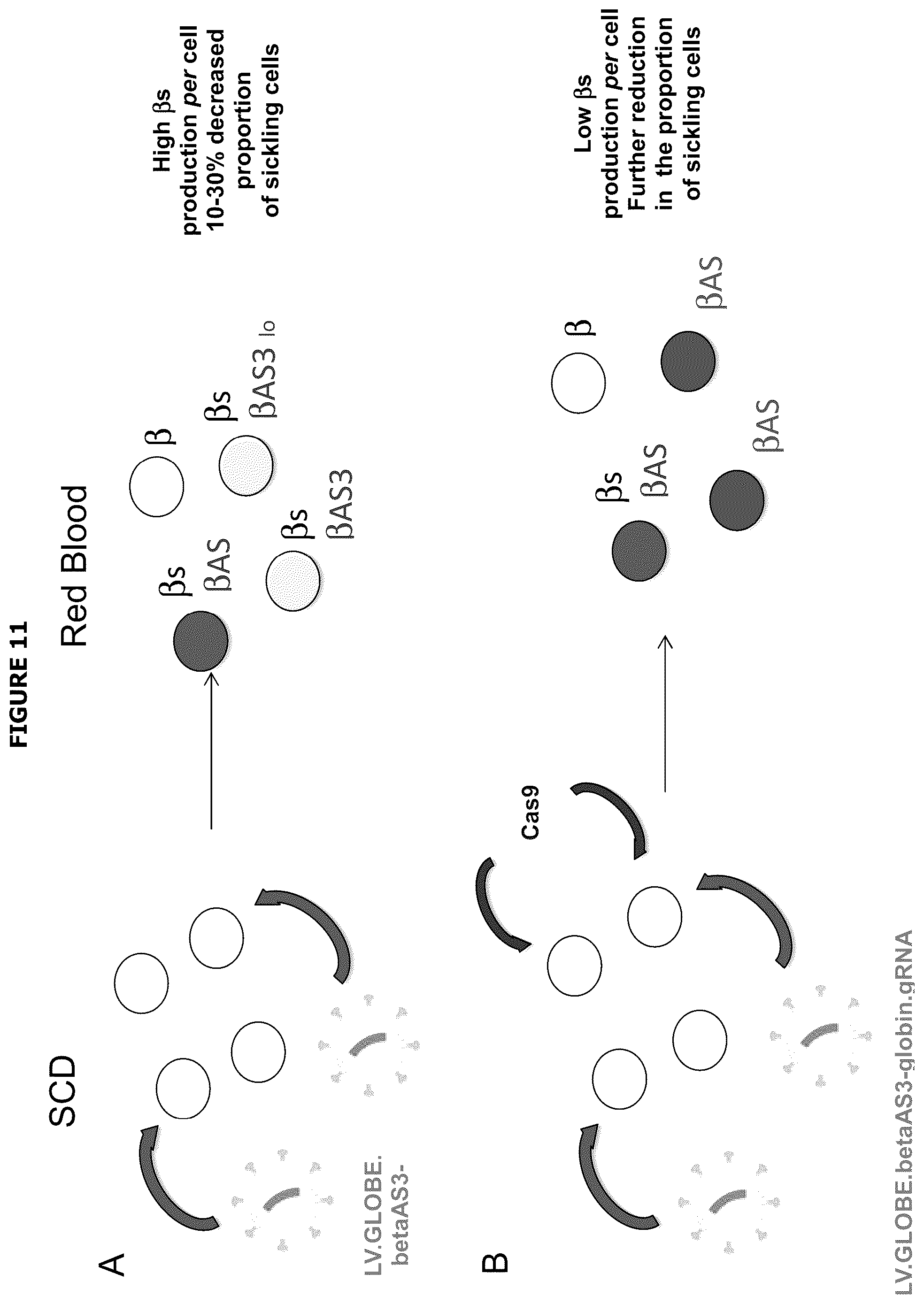 Patent US12139720 Figure 20 – Recombinant lentiviral vector for stem cell- based gene therapy of sickle cell disorder