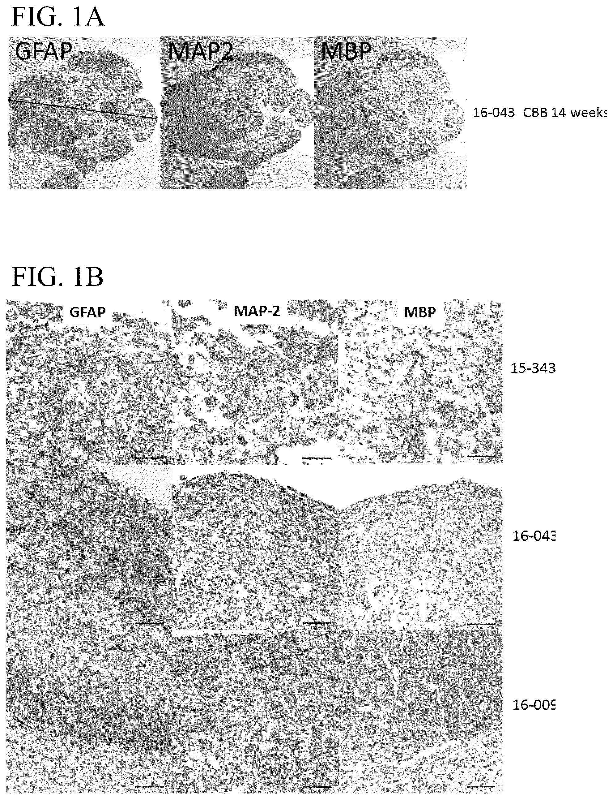 Patent US12139722 Figure 1 – Methods for generating and using organoids and tissue therein