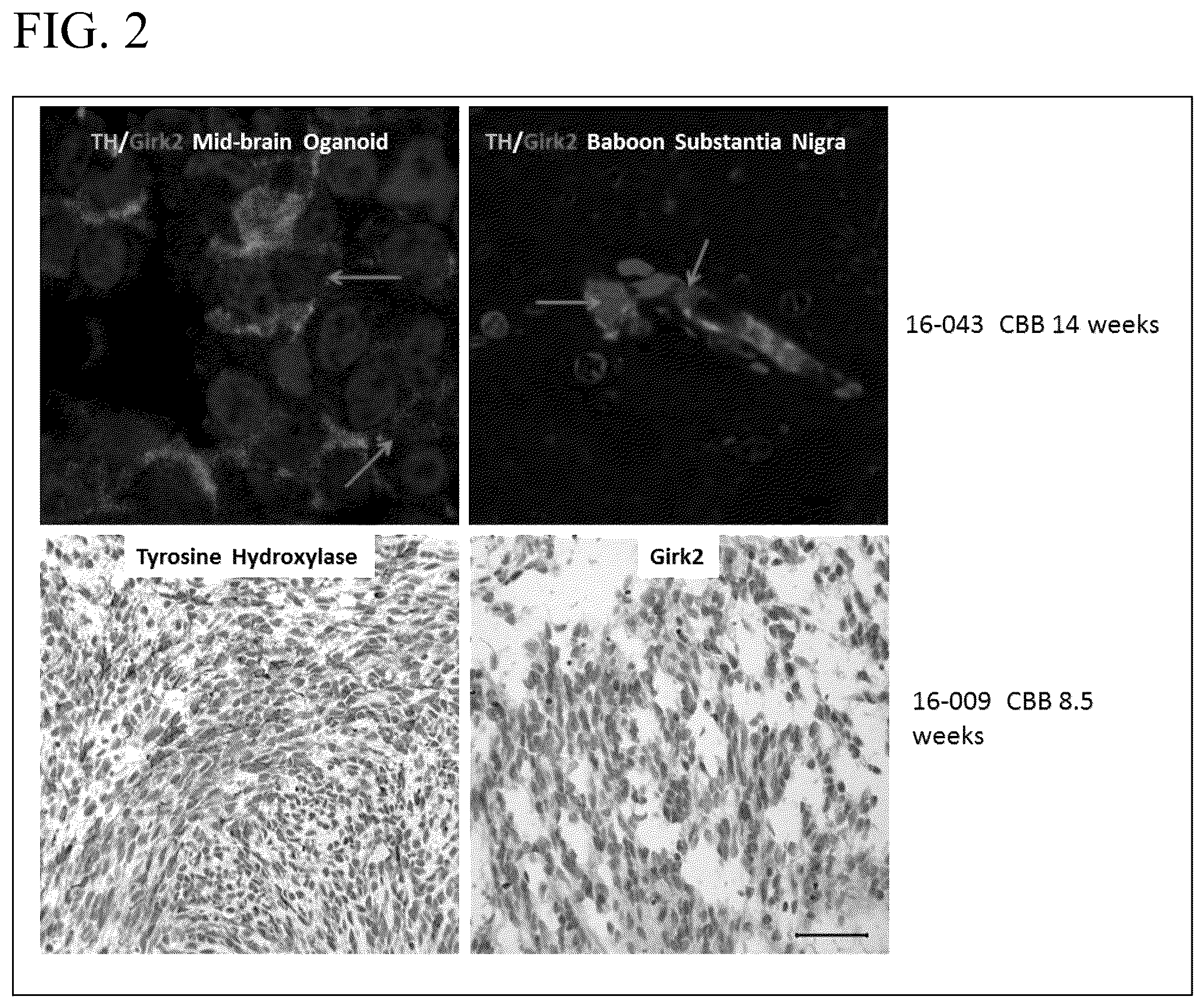 Patent US12139722 Figure 2 – Methods for generating and using organoids and tissue therein