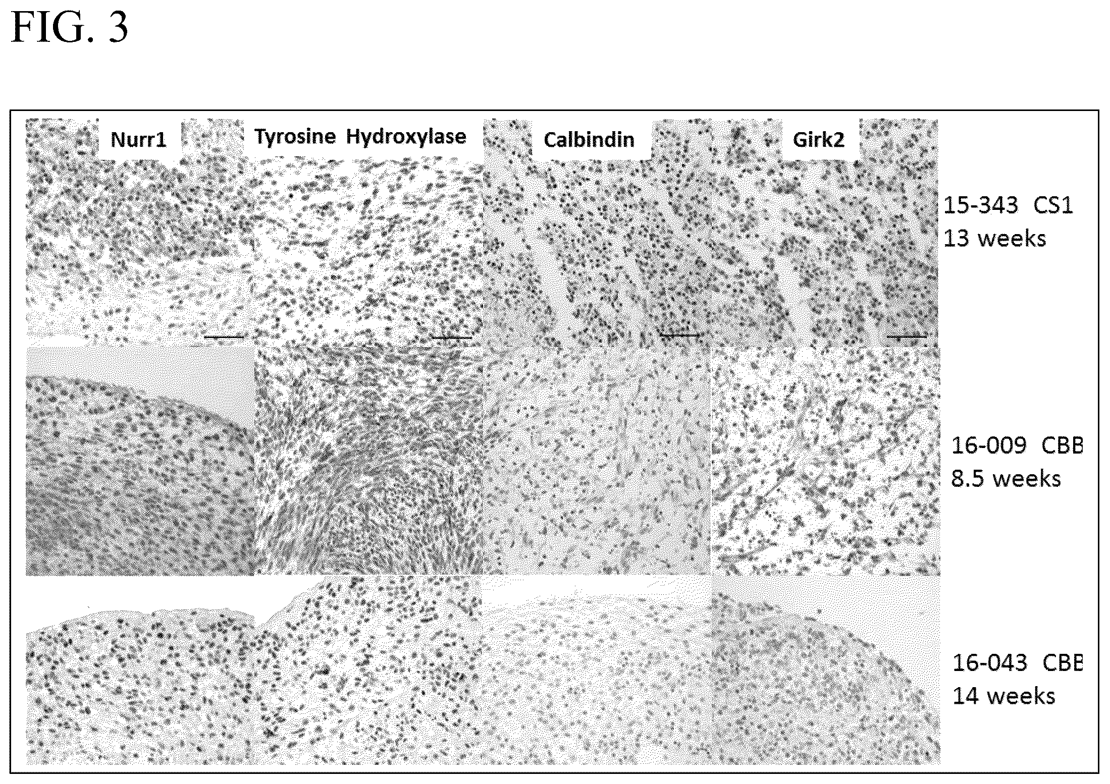 Patent US12139722 Figure 3 – Methods for generating and using organoids and tissue therein