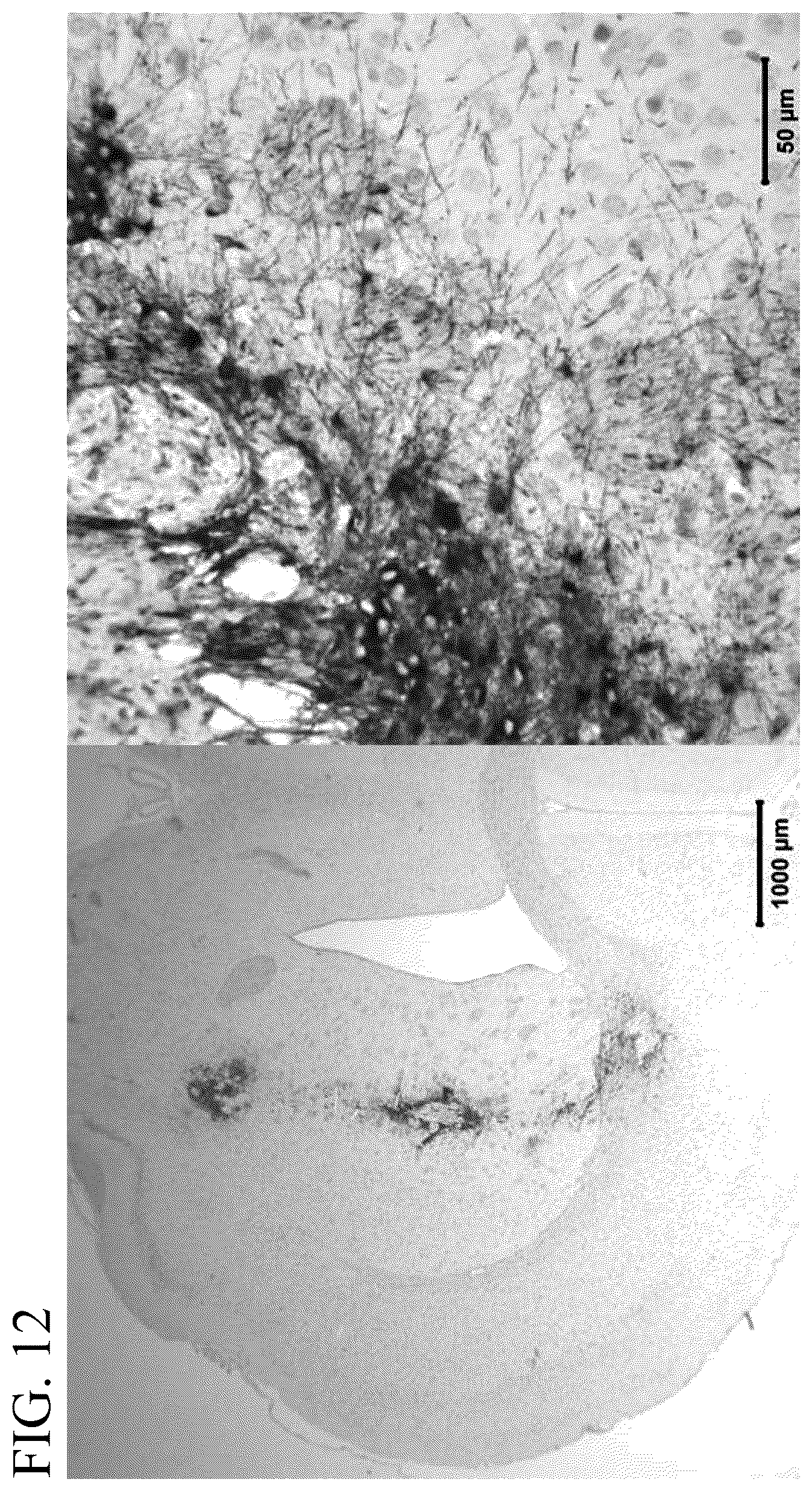Patent US12139722 Figure 14 – Methods for generating and using organoids and tissue therein