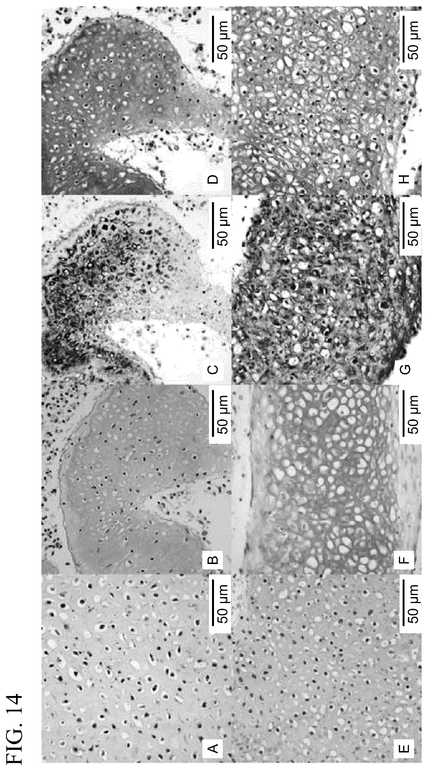 Patent US12139722 Figure 16 – Methods for generating and using organoids and tissue therein
