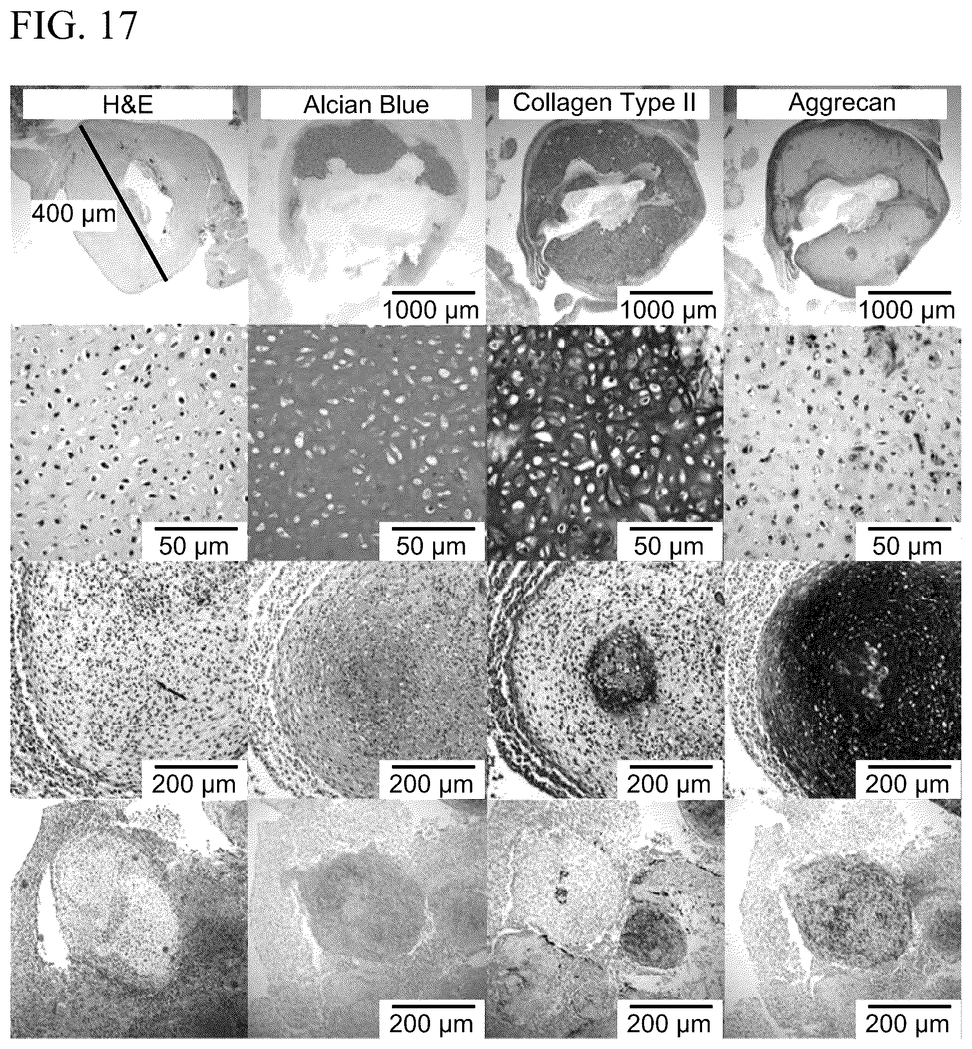 Patent US12139722 Figure 19 – Methods for generating and using organoids and tissue therein