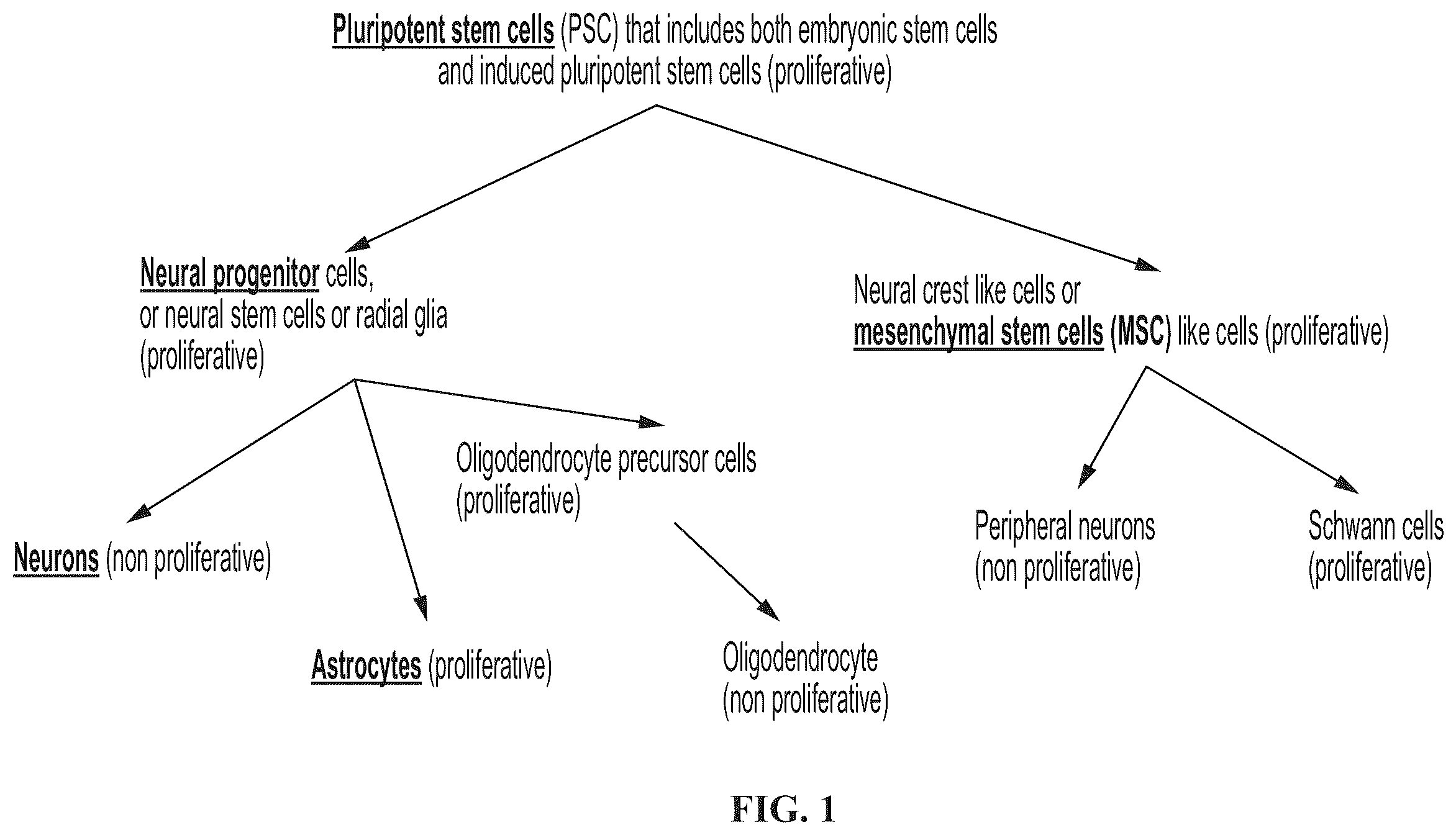 Patent US12139723 — Neural cell extracellular vesicles — Figure 1