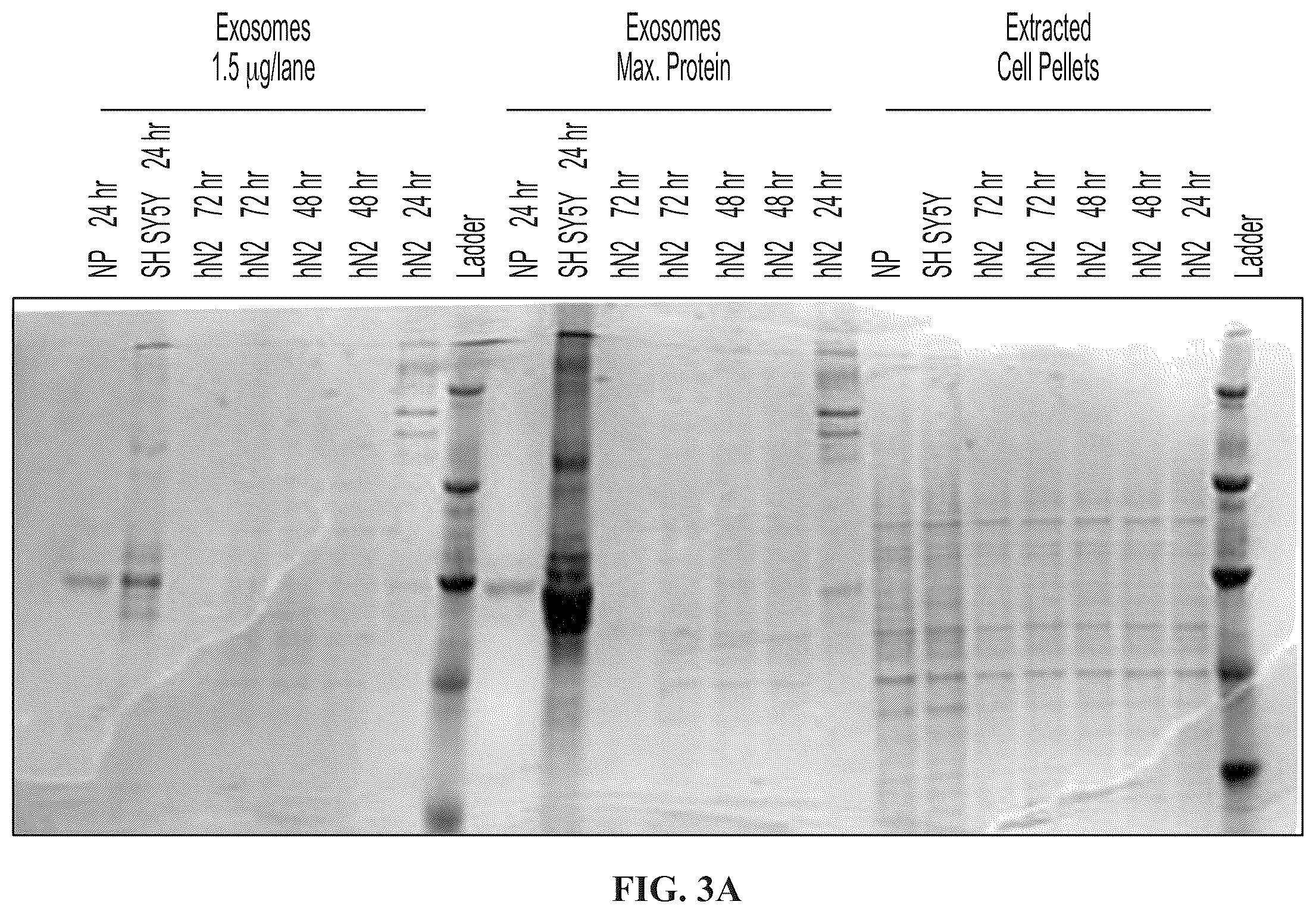 Patent US12139723 Figure 3 – Neural cell extracellular vesicles