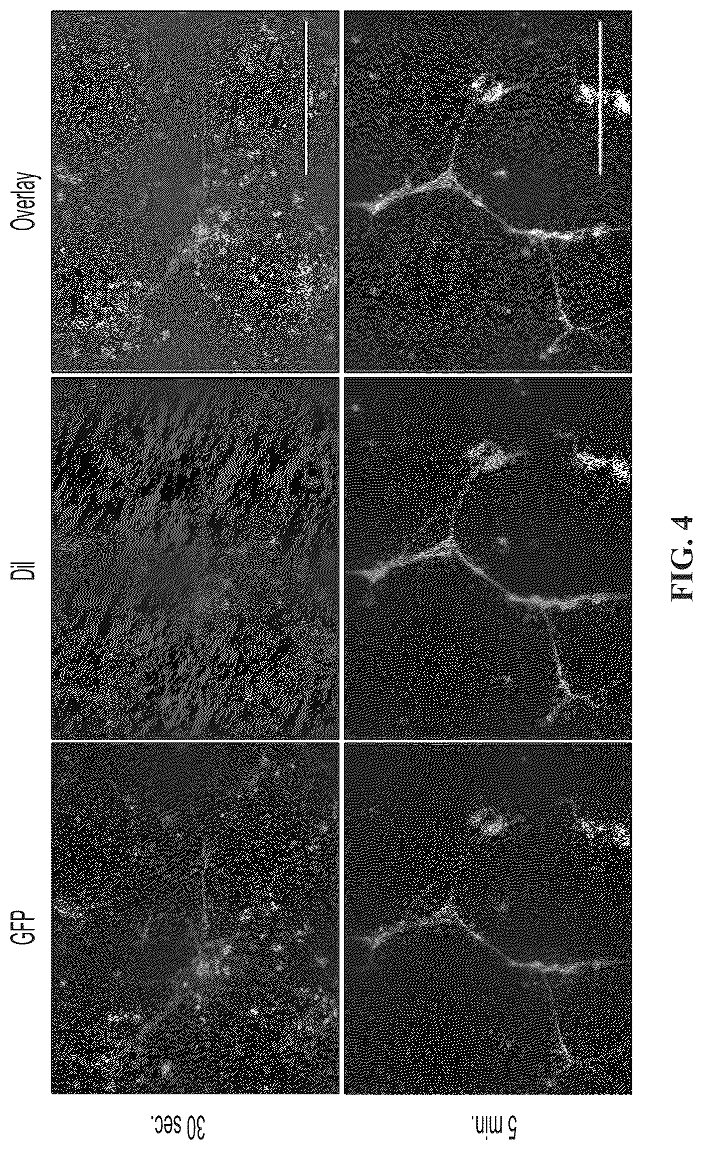 Patent US12139723 Figure 7 – Neural cell extracellular vesicles