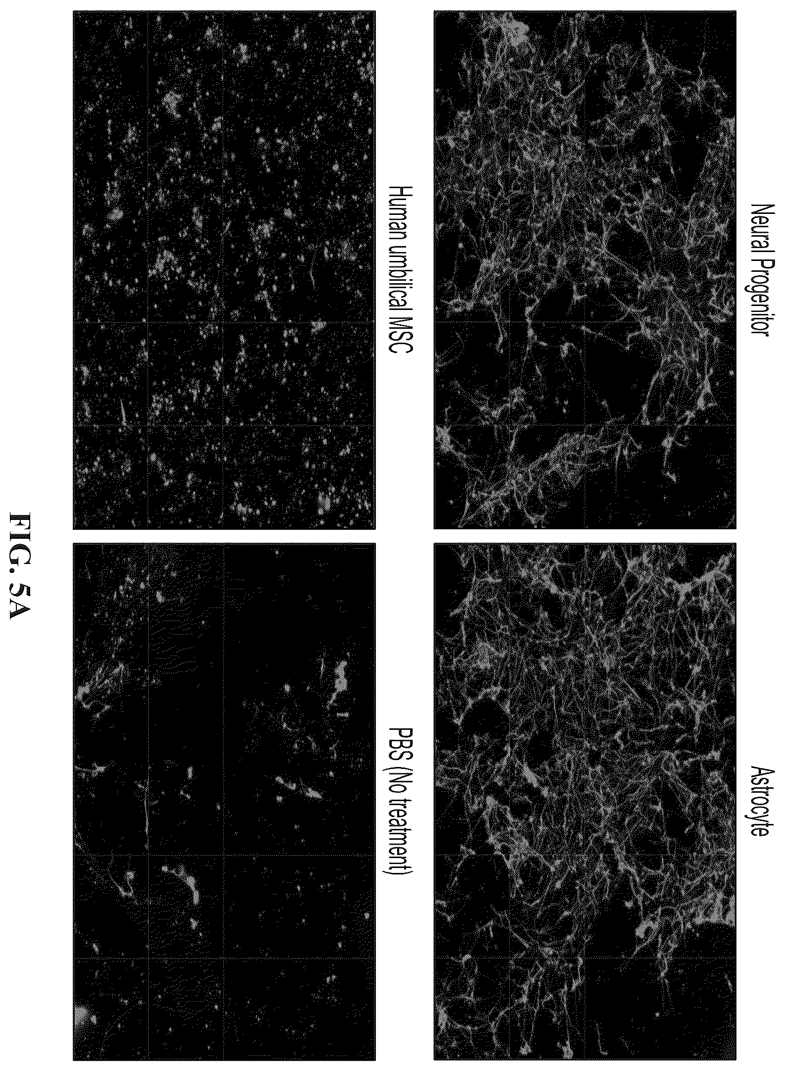 Patent US12139723 Figure 8 – Neural cell extracellular vesicles