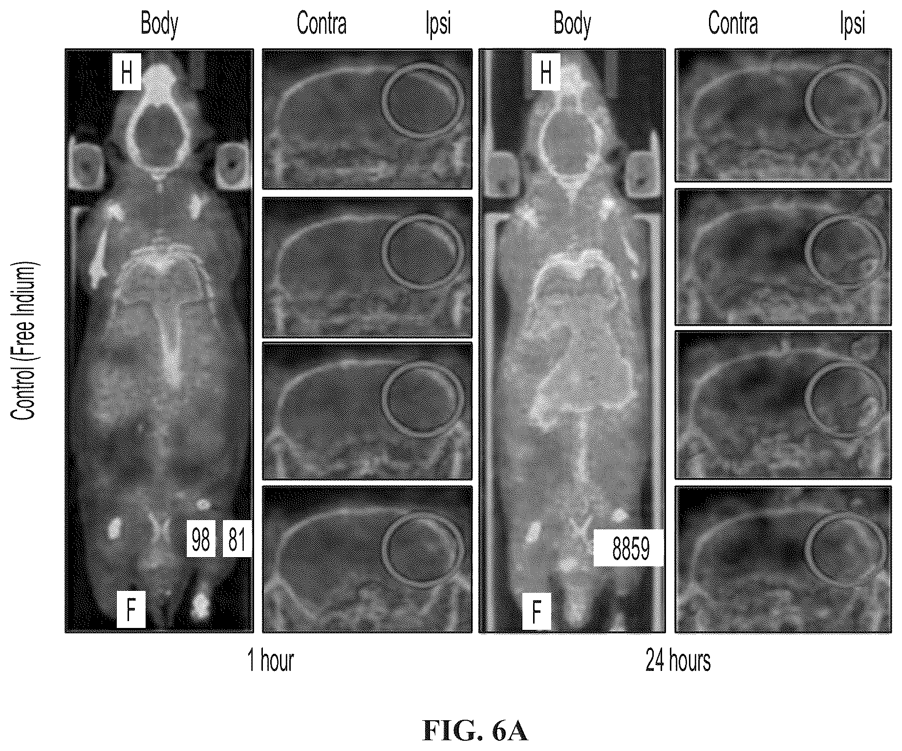 Patent US12139723 Figure 11 – Neural cell extracellular vesicles