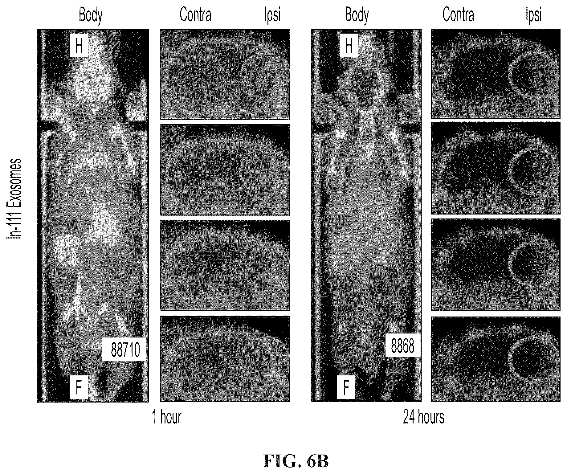 Patent US12139723 Figure 12 – Neural cell extracellular vesicles
