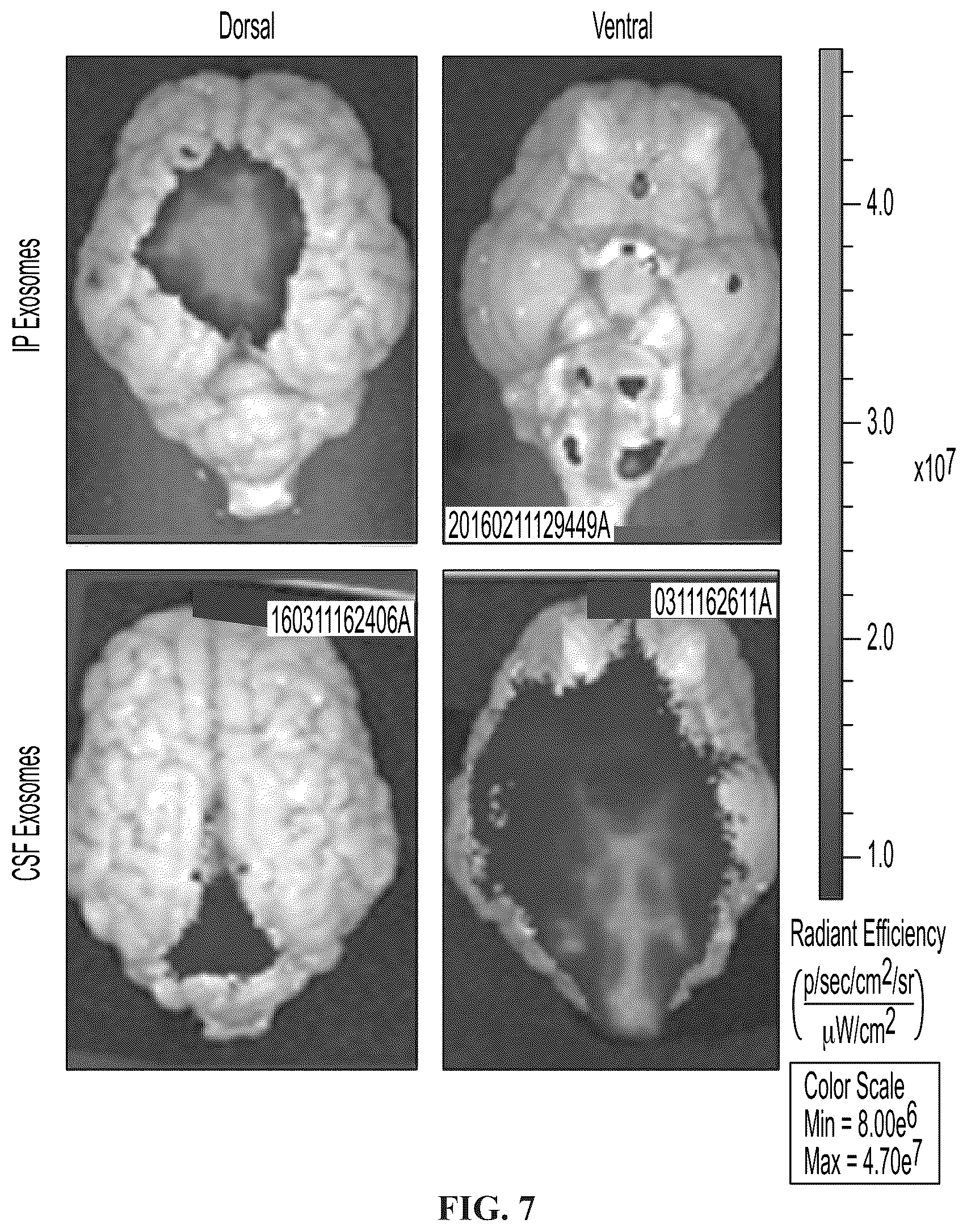 Patent US12139723 Figure 14 – Neural cell extracellular vesicles