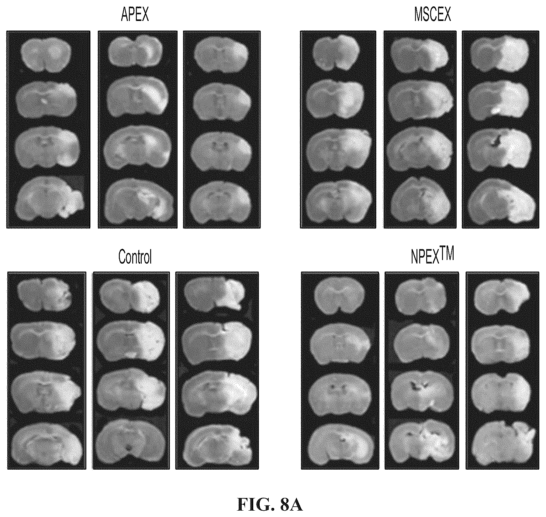 Patent US12139723 Figure 15 – Neural cell extracellular vesicles