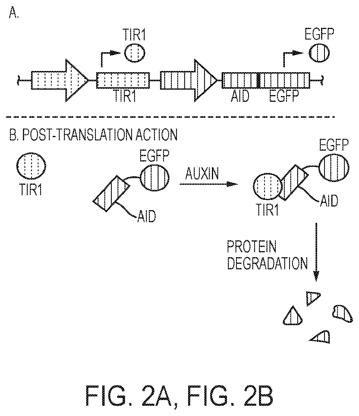 Patent US12139724 Figure 2 – Methods of making red blood cells and platelets in vitro and uses thereof