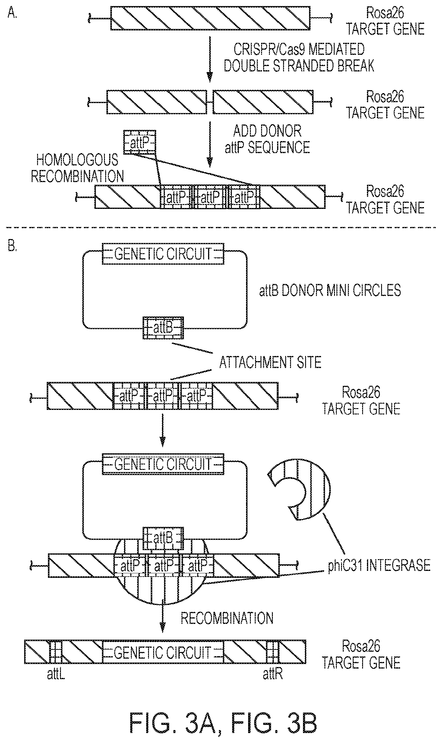 Patent US12139724 Figure 3 – Methods of making red blood cells and platelets in vitro and uses thereof