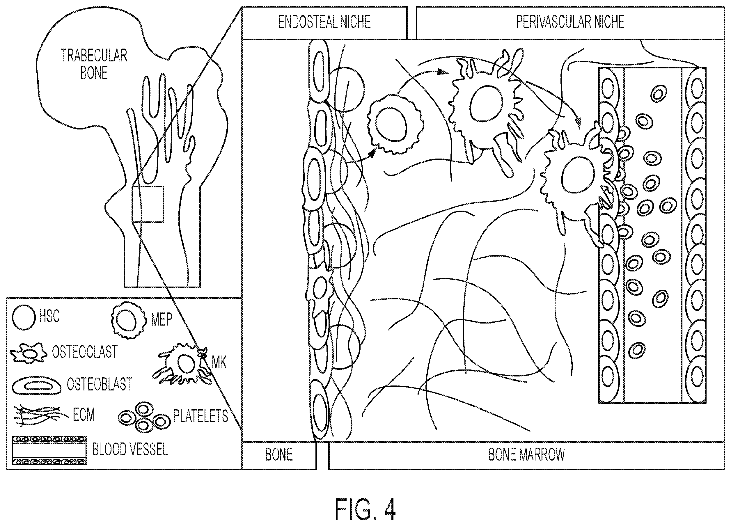 Patent US12139724 Figure 4 – Methods of making red blood cells and platelets in vitro and uses thereof