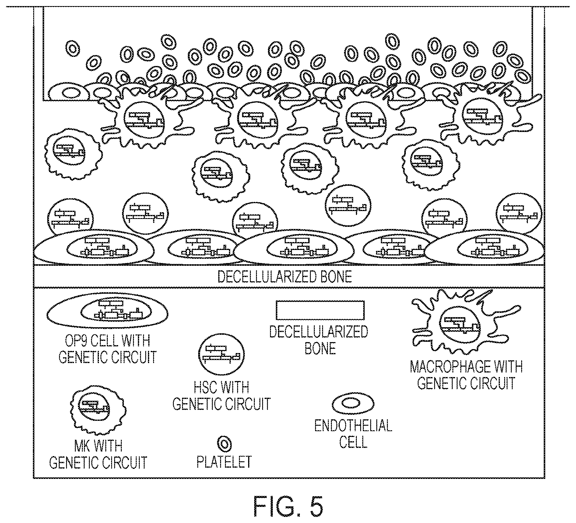 Patent US12139724 Figure 5 – Methods of making red blood cells and platelets in vitro and uses thereof