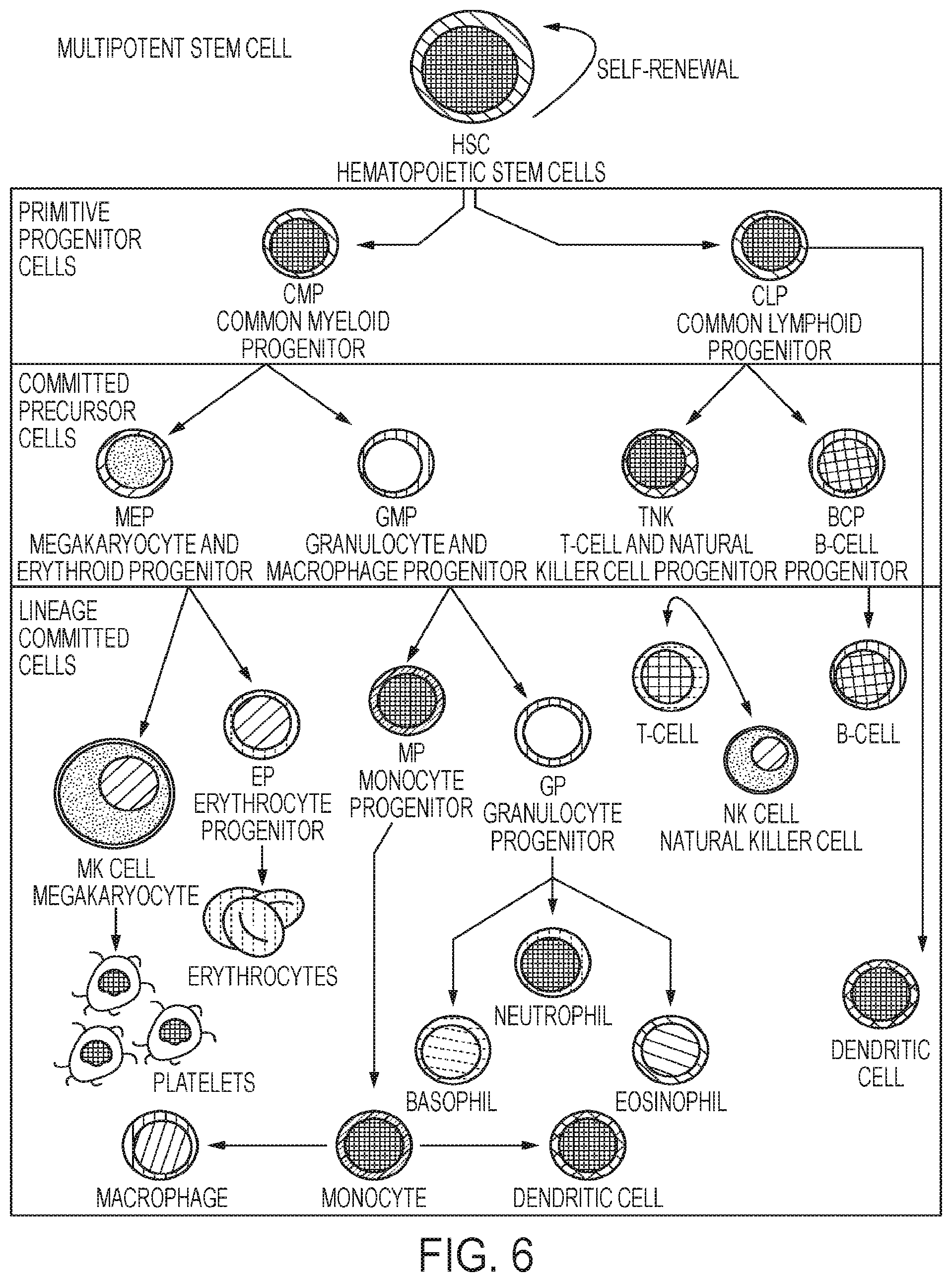Patent US12139724 Figure 6 – Methods of making red blood cells and platelets in vitro and uses thereof