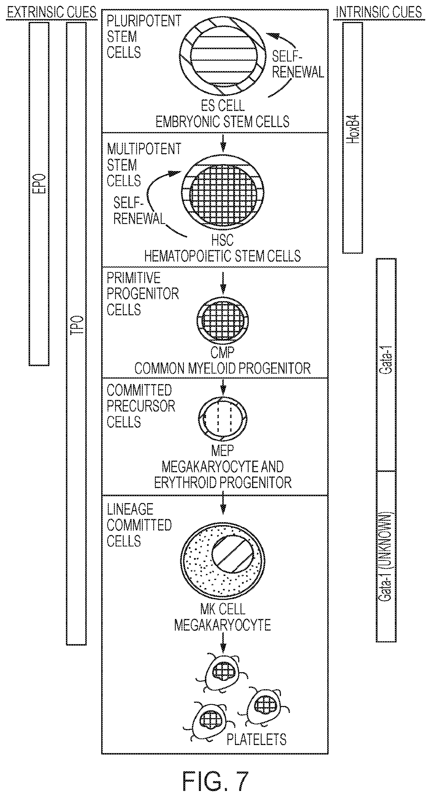 Patent US12139724 Figure 7 – Methods of making red blood cells and platelets in vitro and uses thereof