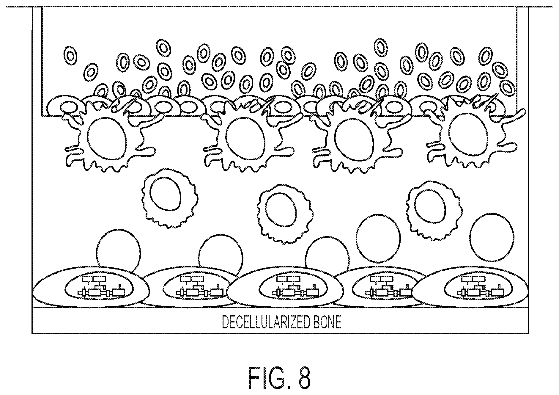 Patent US12139724 Figure 8 – Methods of making red blood cells and platelets in vitro and uses thereof