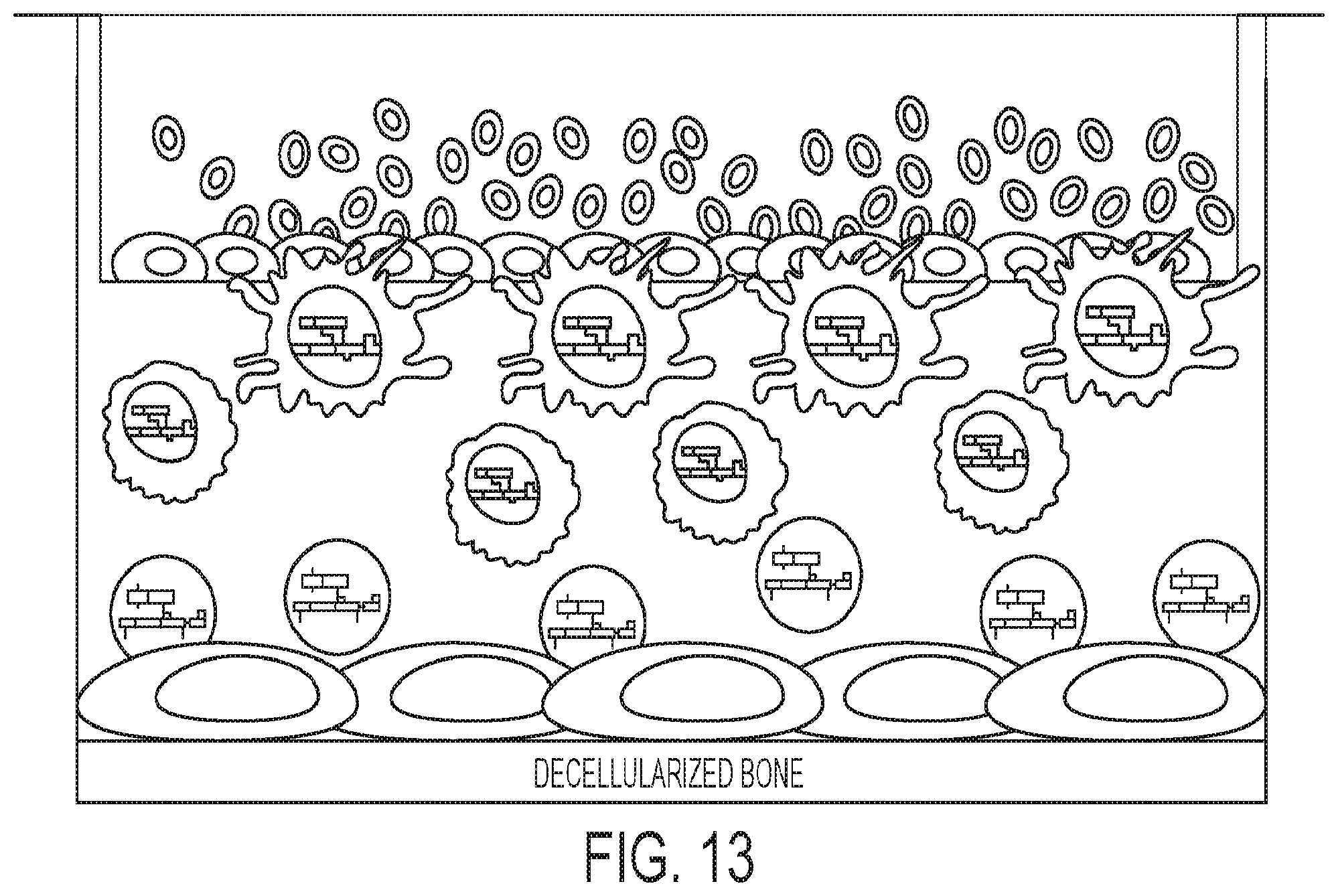 Patent US12139724 Figure 13 – Methods of making red blood cells and platelets in vitro and uses thereof