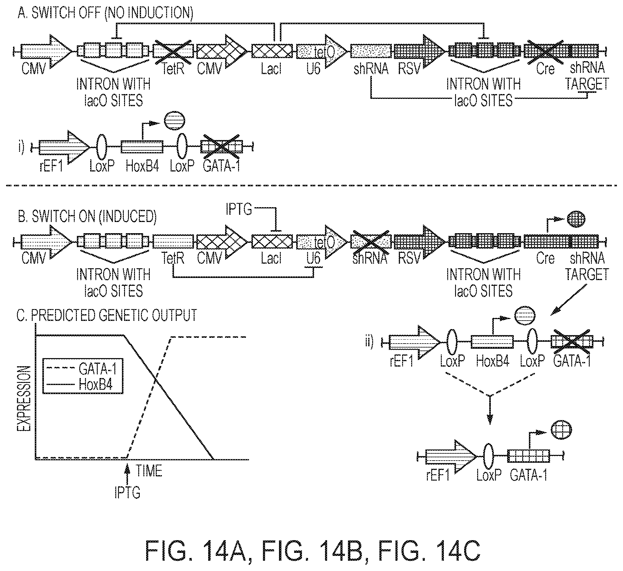 Patent US12139724 Figure 14 – Methods of making red blood cells and platelets in vitro and uses thereof
