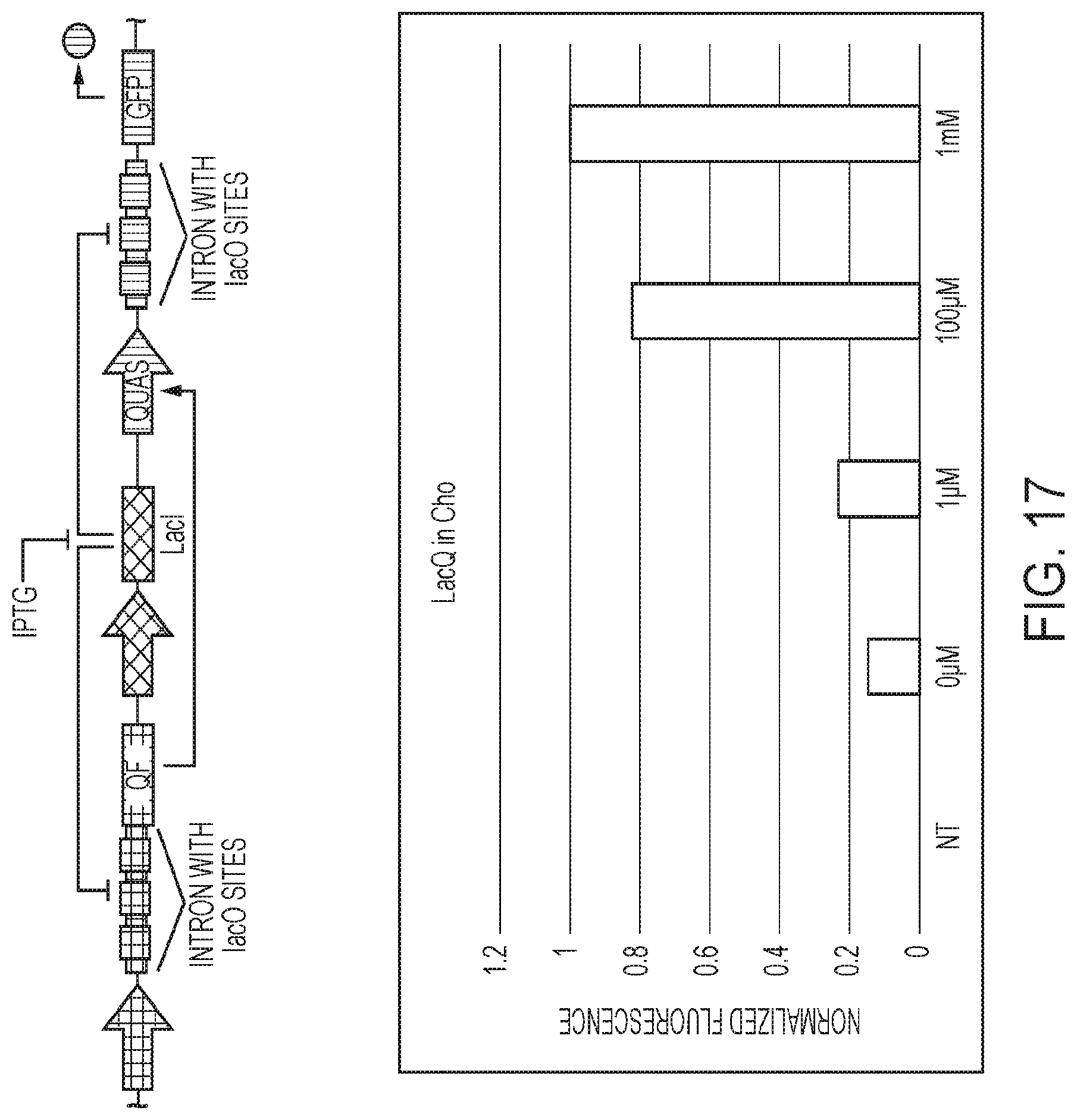 Patent US12139724 Figure 17 – Methods of making red blood cells and platelets in vitro and uses thereof