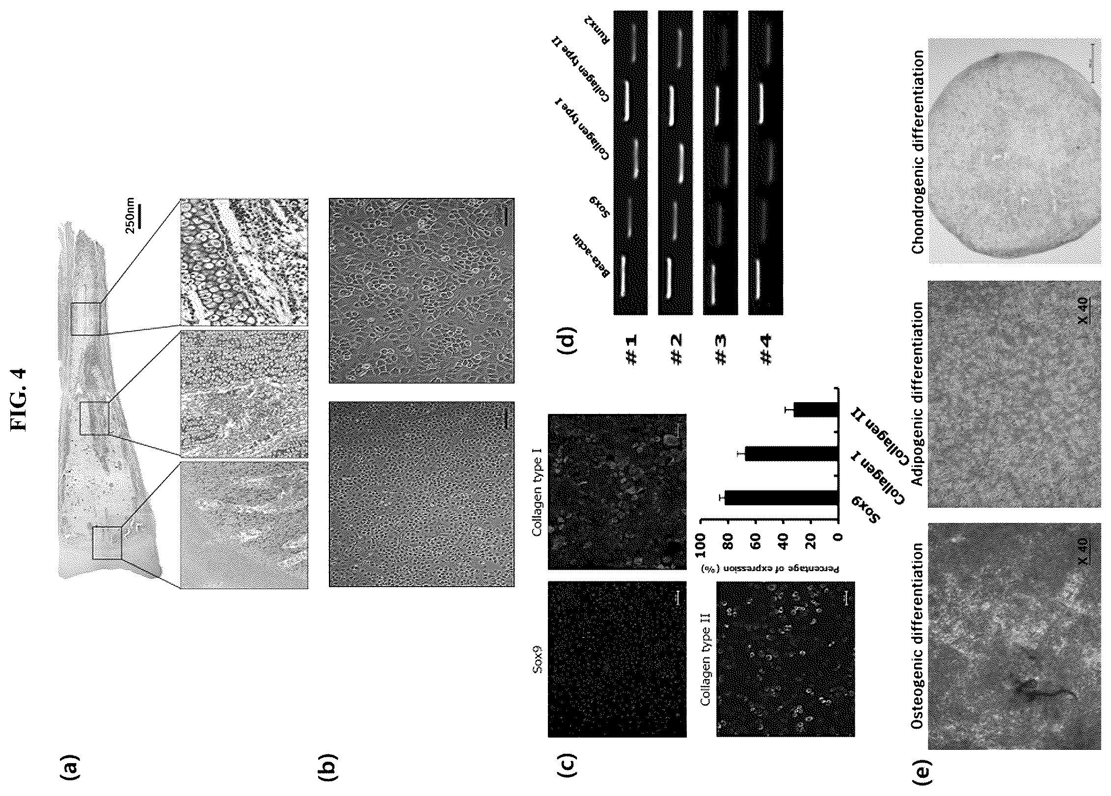 Patent US12139725 Figure 4 – Composition for promoting stem cell differentiation, comprising progenitor cell culture solution and multilayer graphene film, and use thereof