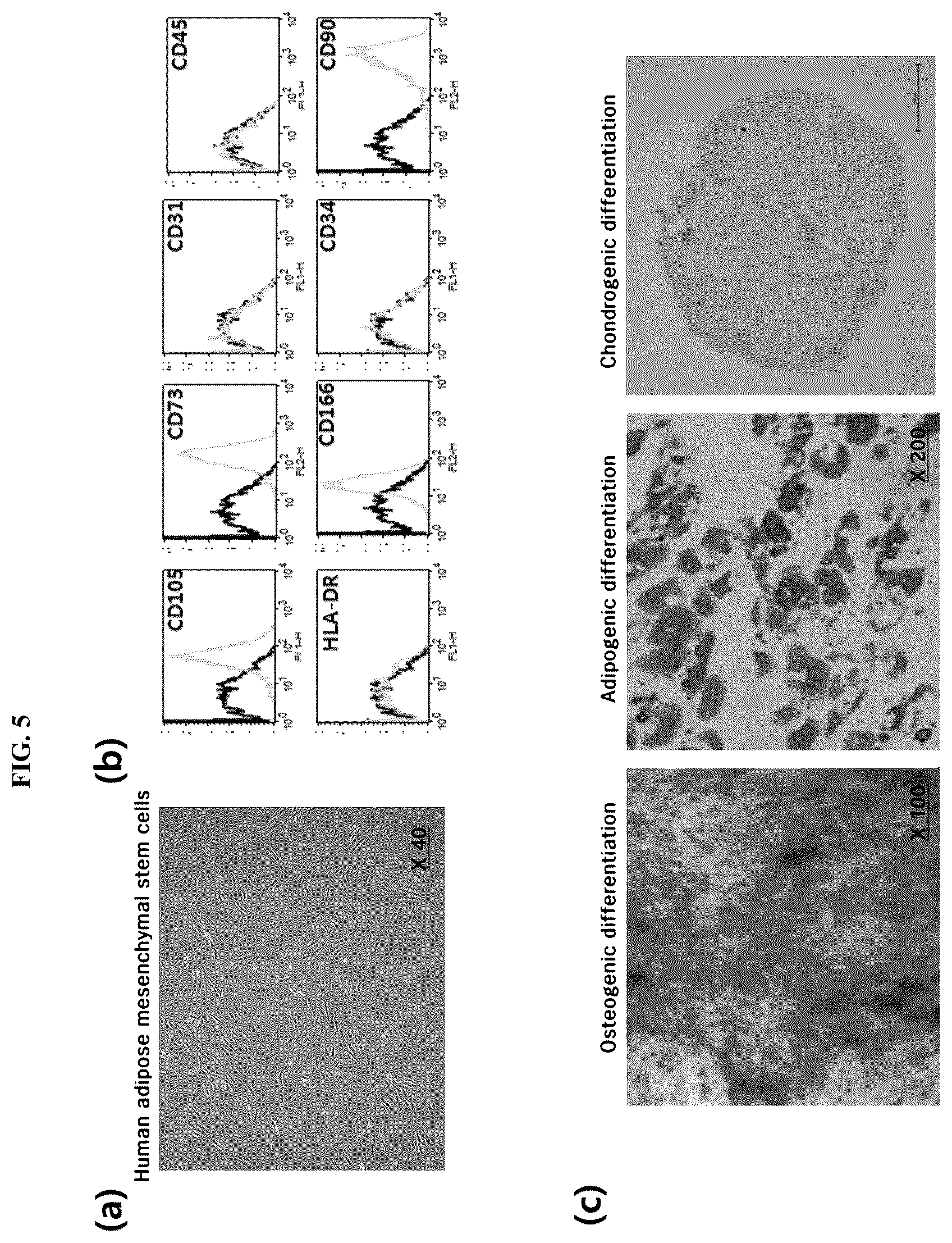 Patent US12139725 Figure 5 – Composition for promoting stem cell differentiation, comprising progenitor cell culture solution and multilayer graphene film, and use thereof