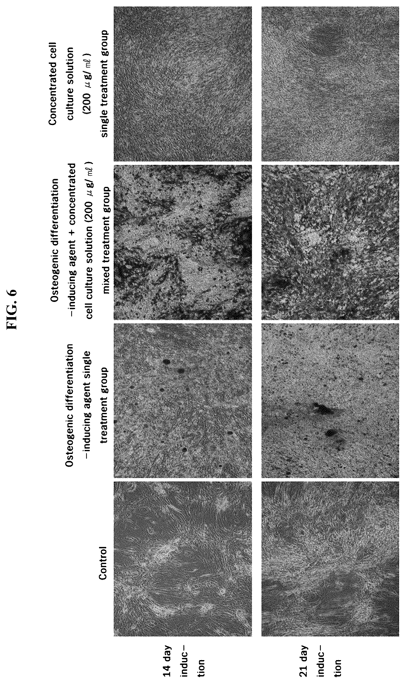 Patent US12139725 Figure 6 – Composition for promoting stem cell differentiation, comprising progenitor cell culture solution and multilayer graphene film, and use thereof