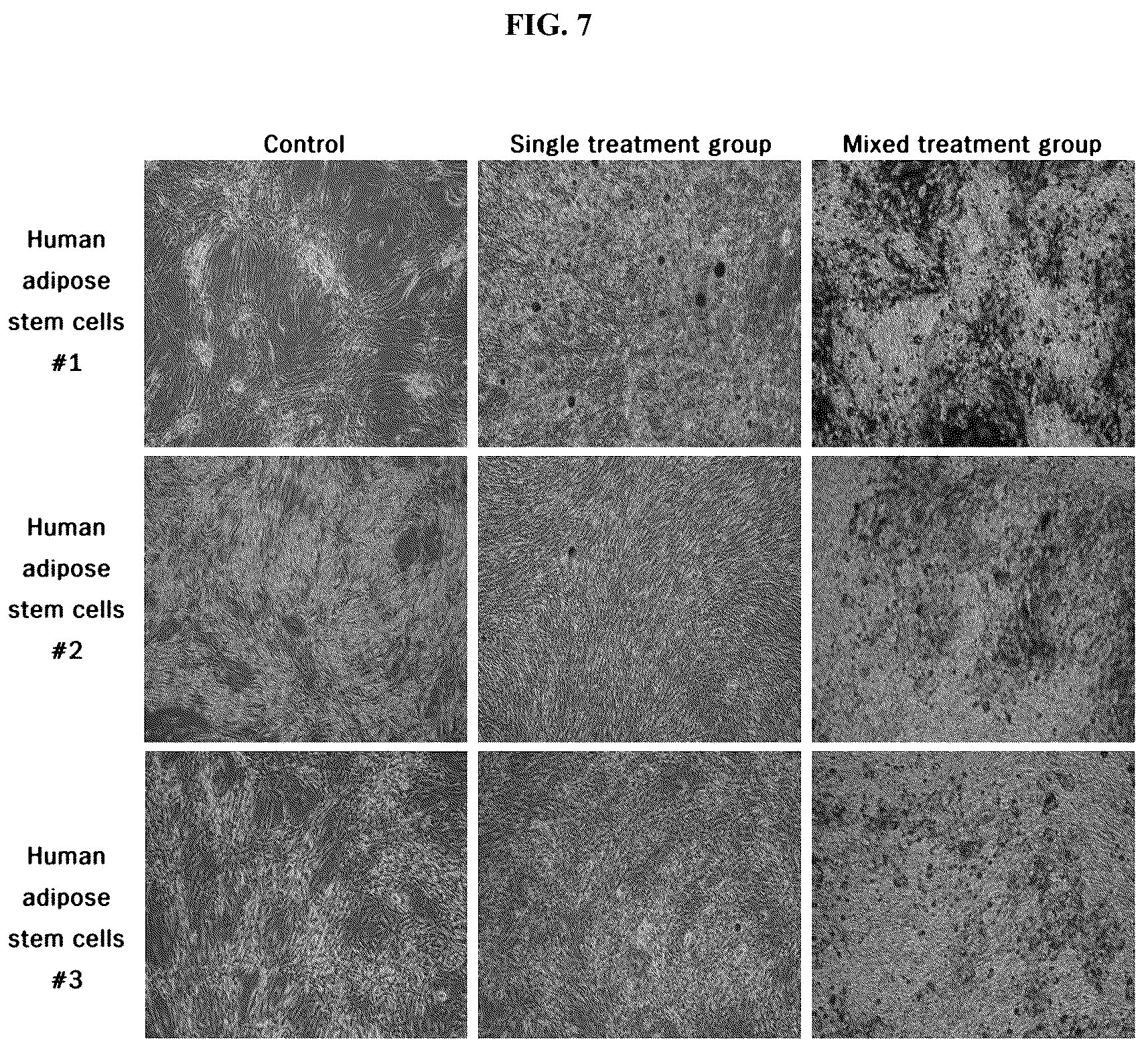 Patent US12139725 Figure 7 – Composition for promoting stem cell differentiation, comprising progenitor cell culture solution and multilayer graphene film, and use thereof