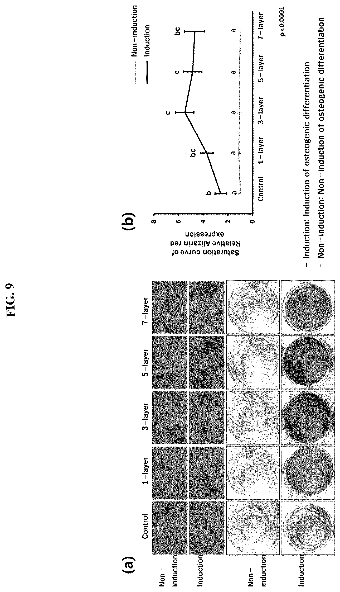 Patent US12139725 Figure 9 – Composition for promoting stem cell differentiation, comprising progenitor cell culture solution and multilayer graphene film, and use thereof