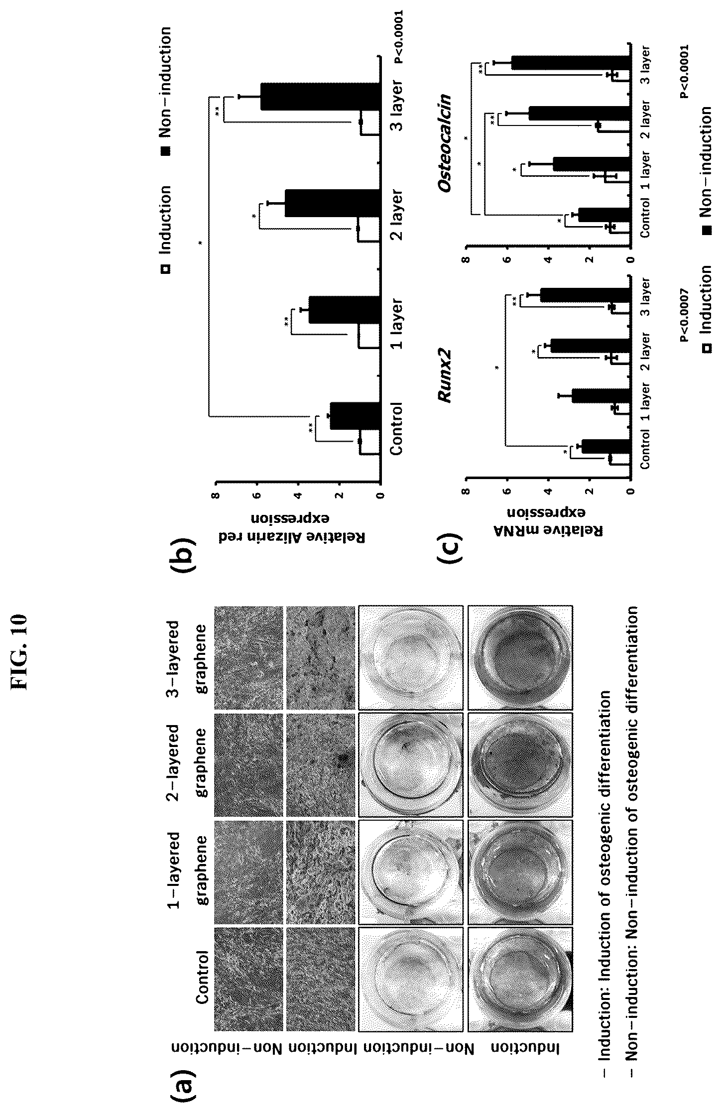 Patent US12139725 Figure 10 – Composition for promoting stem cell differentiation, comprising progenitor cell culture solution and multilayer graphene film, and use thereof