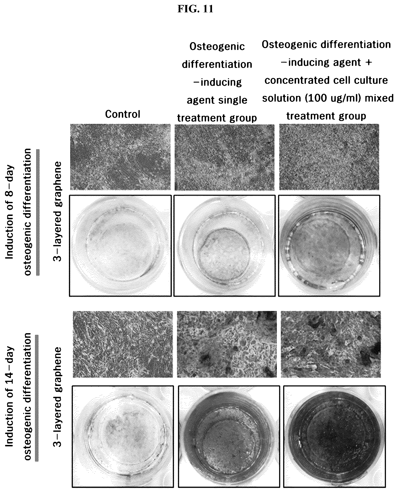 Patent US12139725 Figure 11 – Composition for promoting stem cell differentiation, comprising progenitor cell culture solution and multilayer graphene film, and use thereof