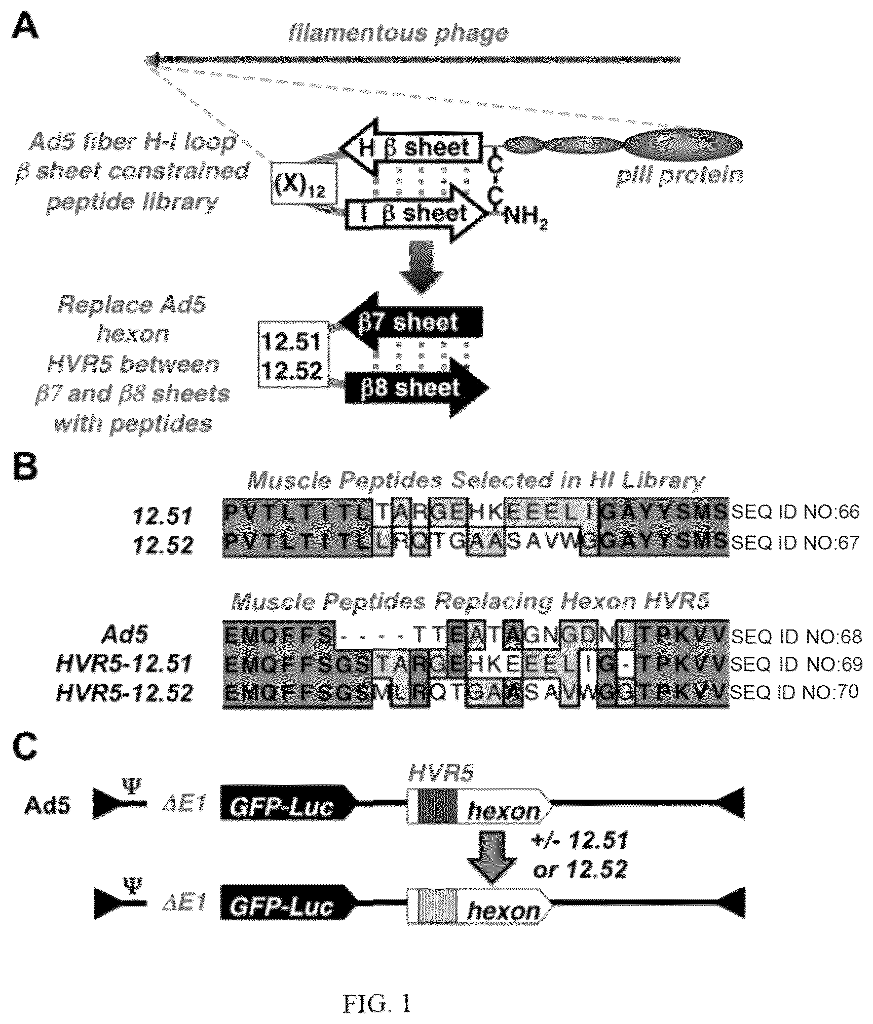Patent US12139726 Figure 1 – Adenoviruses and methods for using adenoviruses