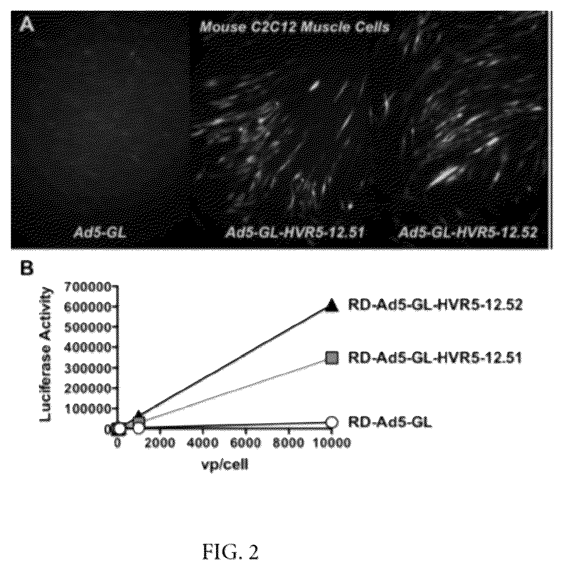 Patent US12139726 Figure 2 – Adenoviruses and methods for using adenoviruses