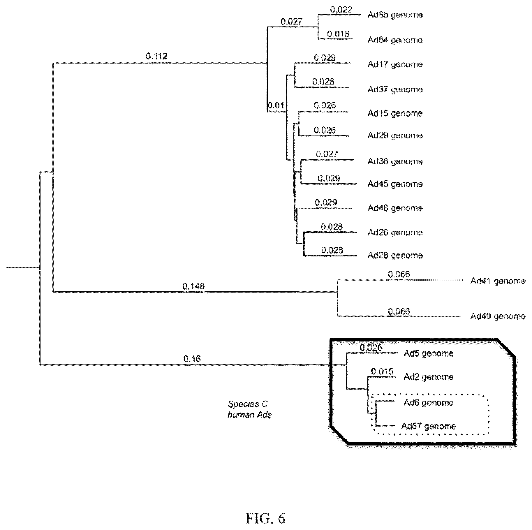 Patent US12139726 Figure 6 – Adenoviruses and methods for using adenoviruses