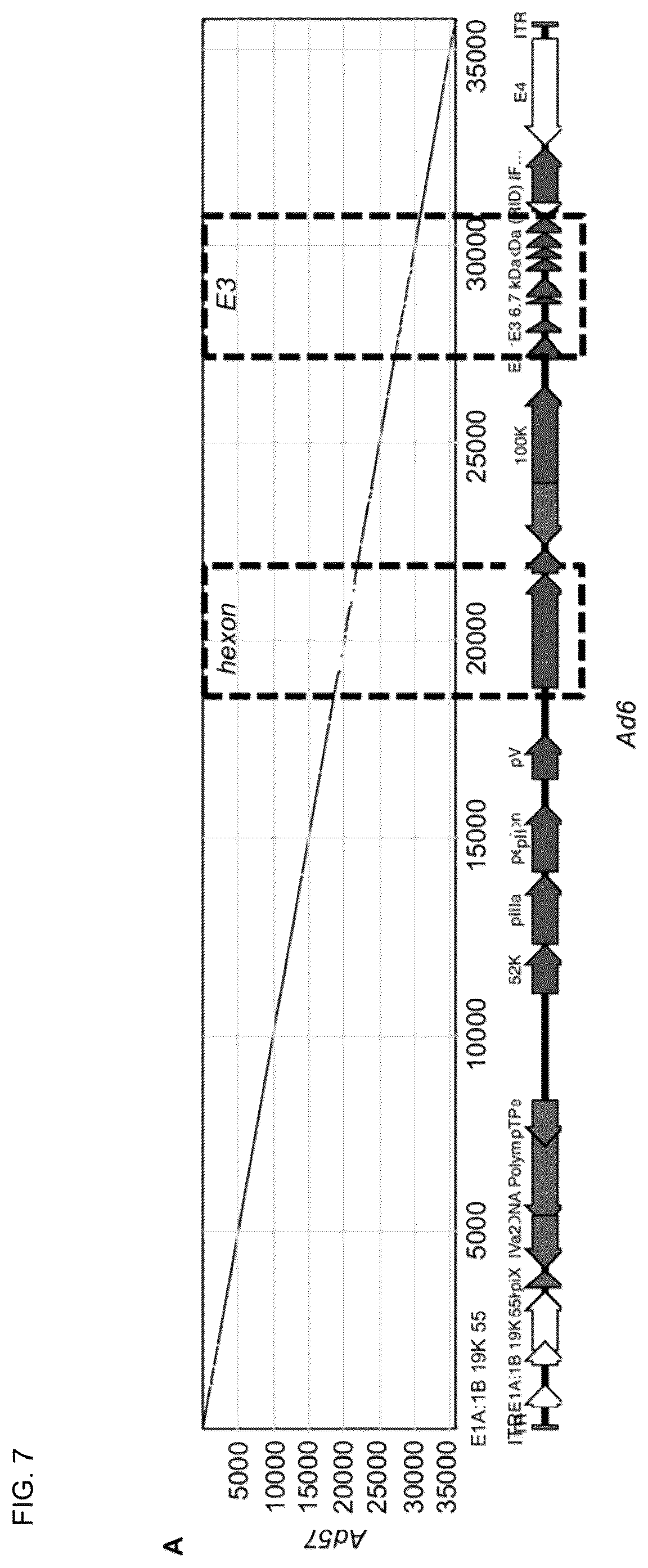 Patent US12139726 Figure 7 – Adenoviruses and methods for using adenoviruses