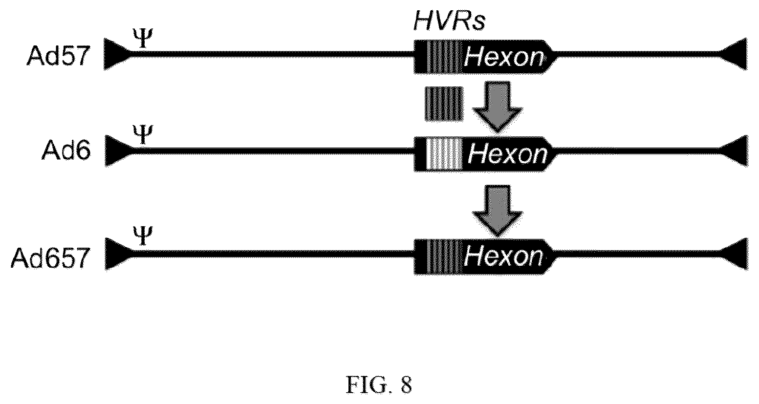 Patent US12139726 Figure 9 – Adenoviruses and methods for using adenoviruses