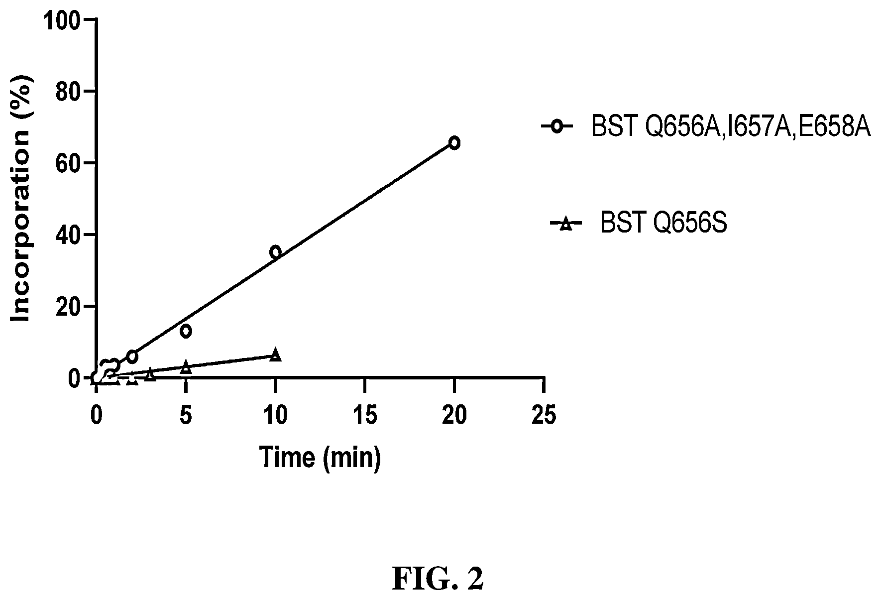 Patent US12139727 Figure 2 – Engineered polymerases