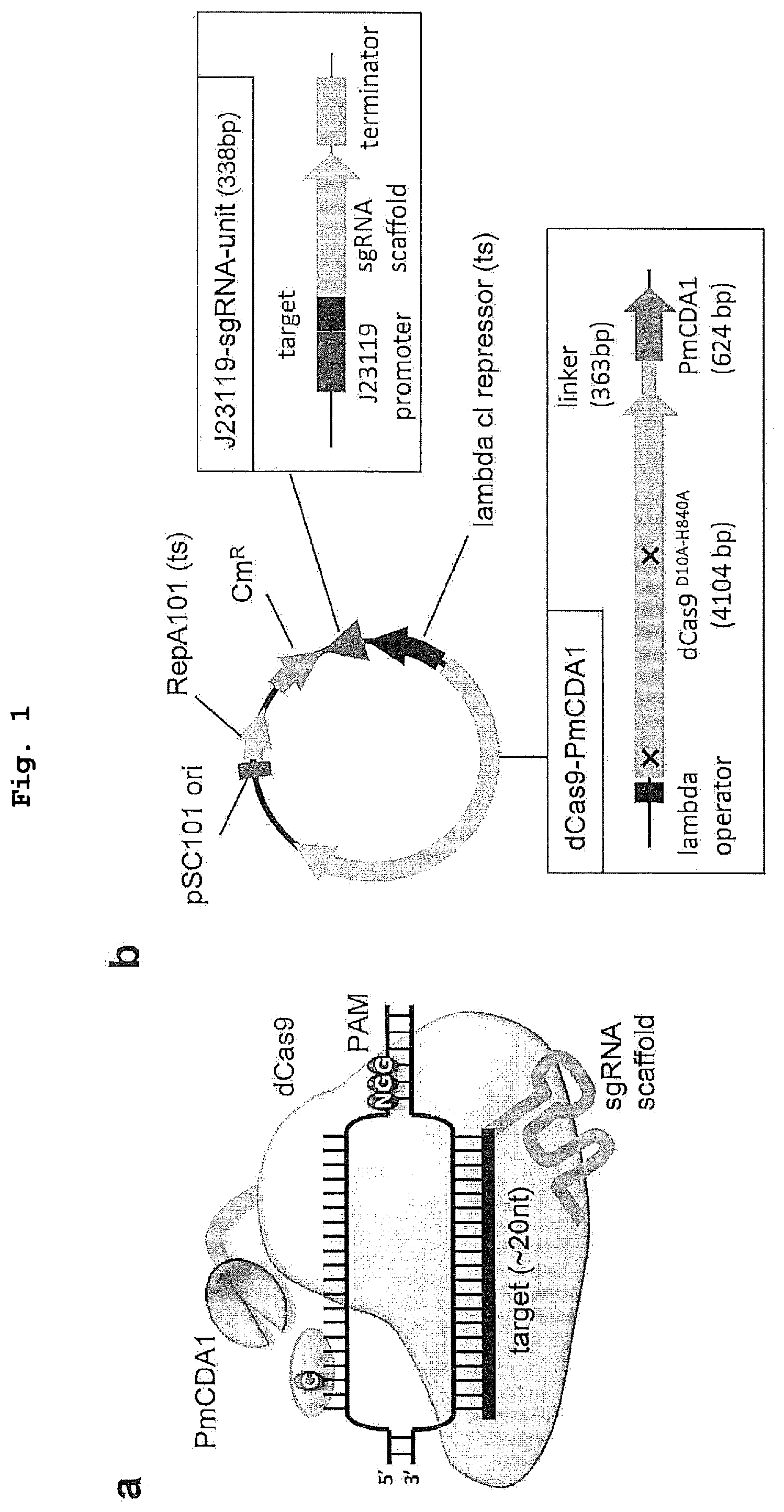 Patent US12139730 Figure 1 – Complex for genome editing having stability and few side-effects, and nucleic acid coding same