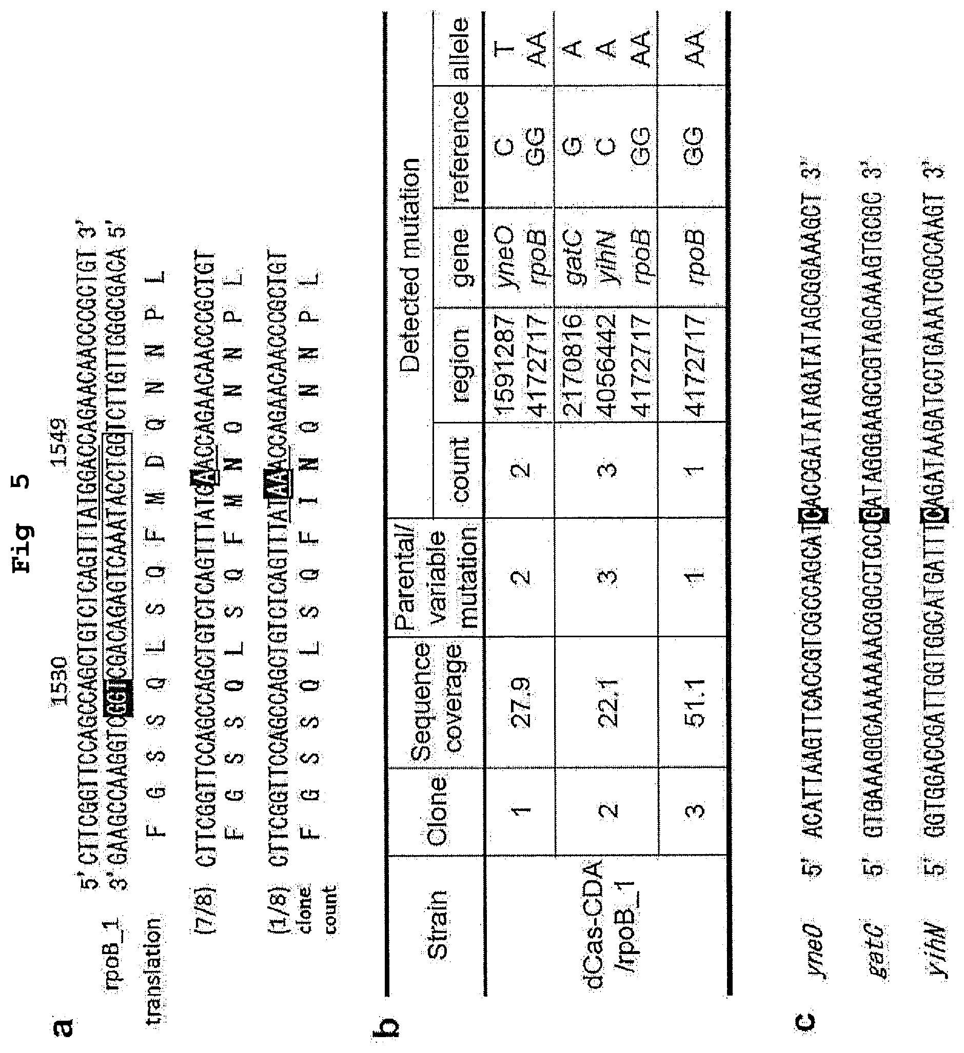 Patent US12139730 Figure 5 – Complex for genome editing having stability and few side-effects, and nucleic acid coding same