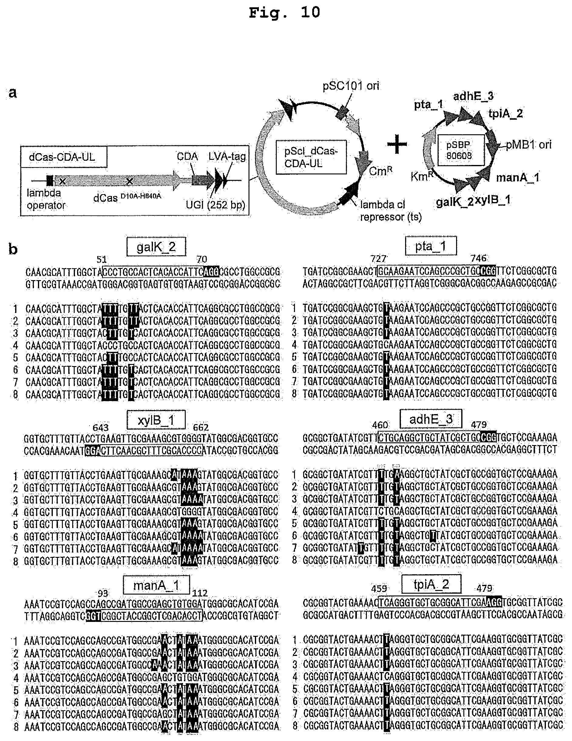 Patent US12139730 Figure 10 – Complex for genome editing having stability and few side-effects, and nucleic acid coding same
