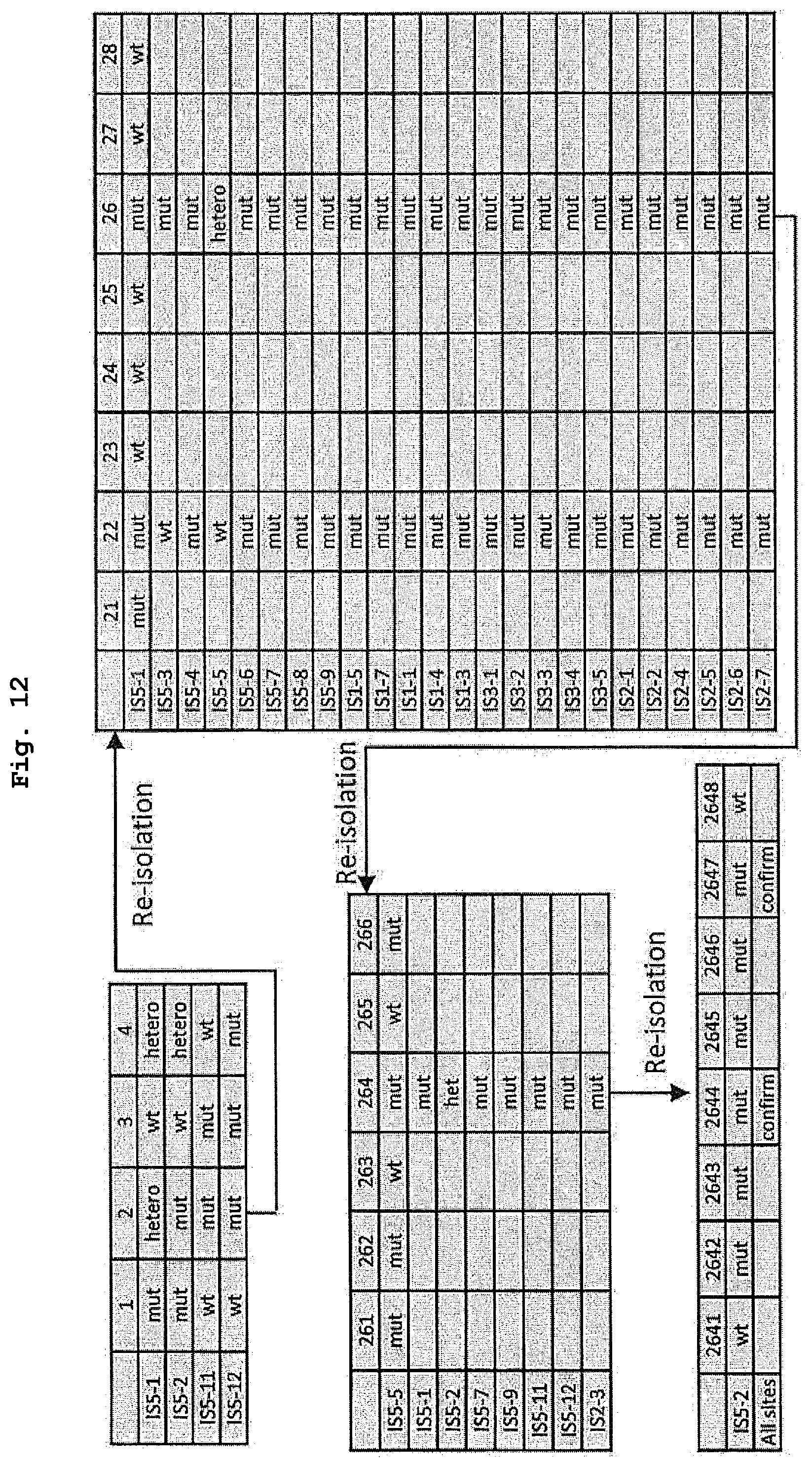 Patent US12139730 Figure 12 – Complex for genome editing having stability and few side-effects, and nucleic acid coding same