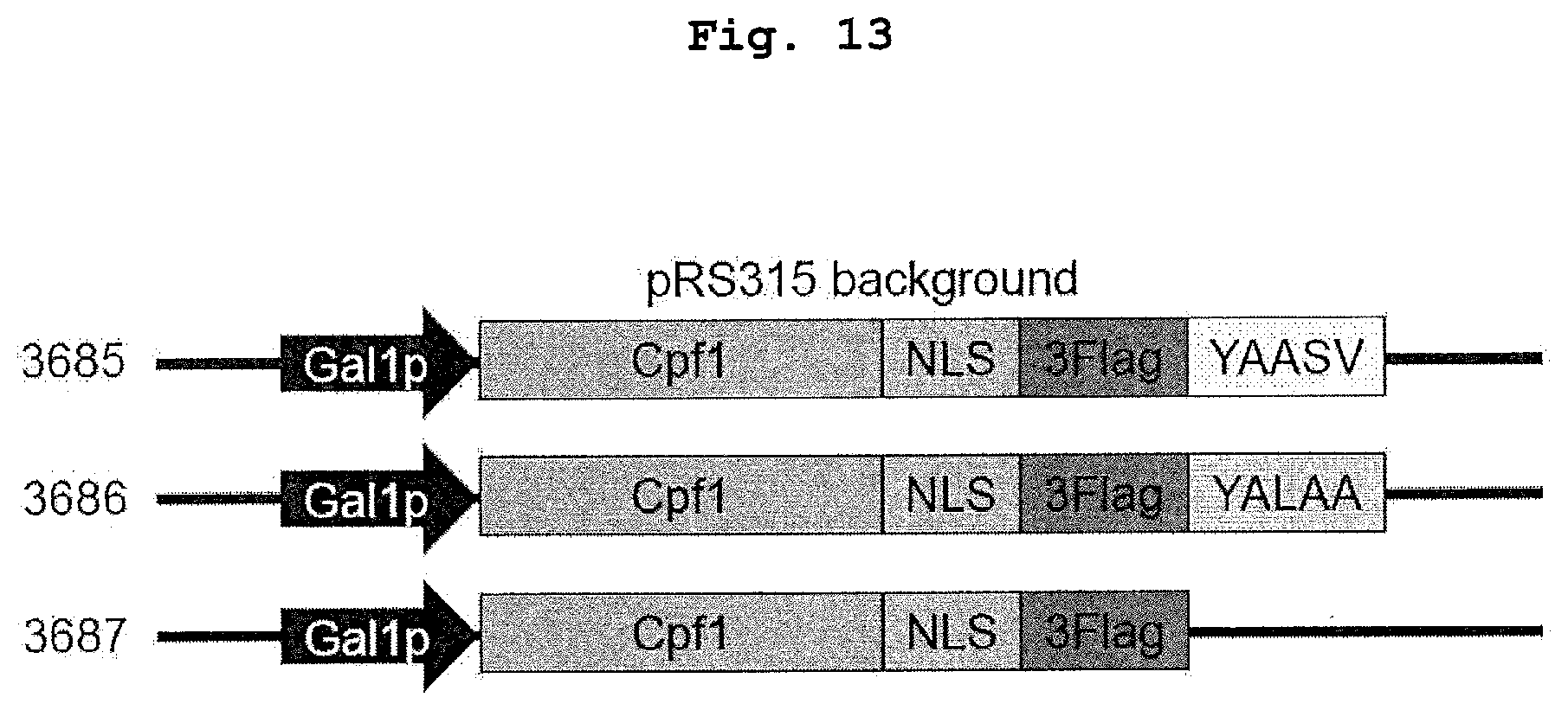 Patent US12139730 Figure 13 – Complex for genome editing having stability and few side-effects, and nucleic acid coding same
